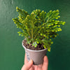 Selaginella martensii 'Jori' (Creeping Moss)