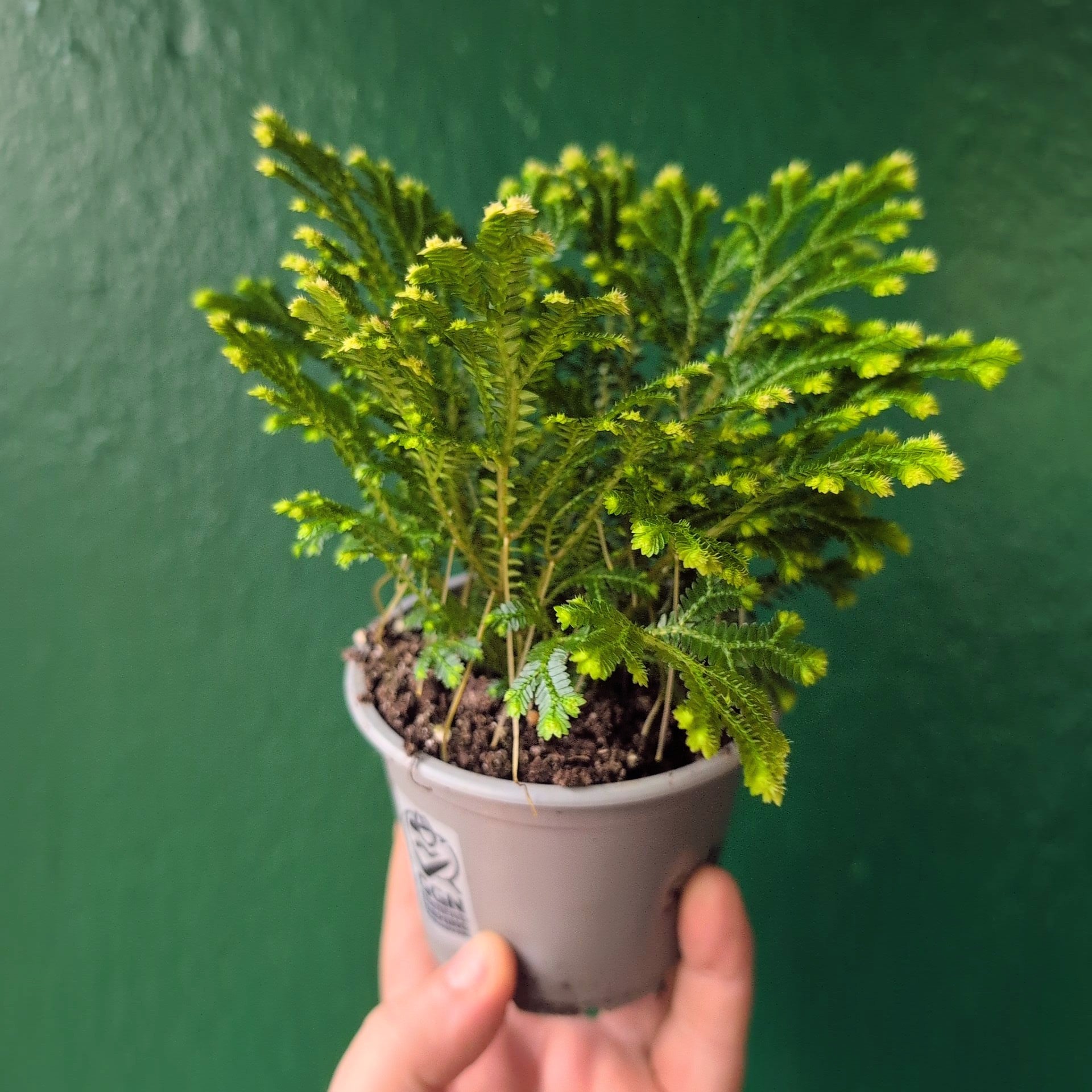 Selaginella martensii 'Jori' (Creeping Moss)