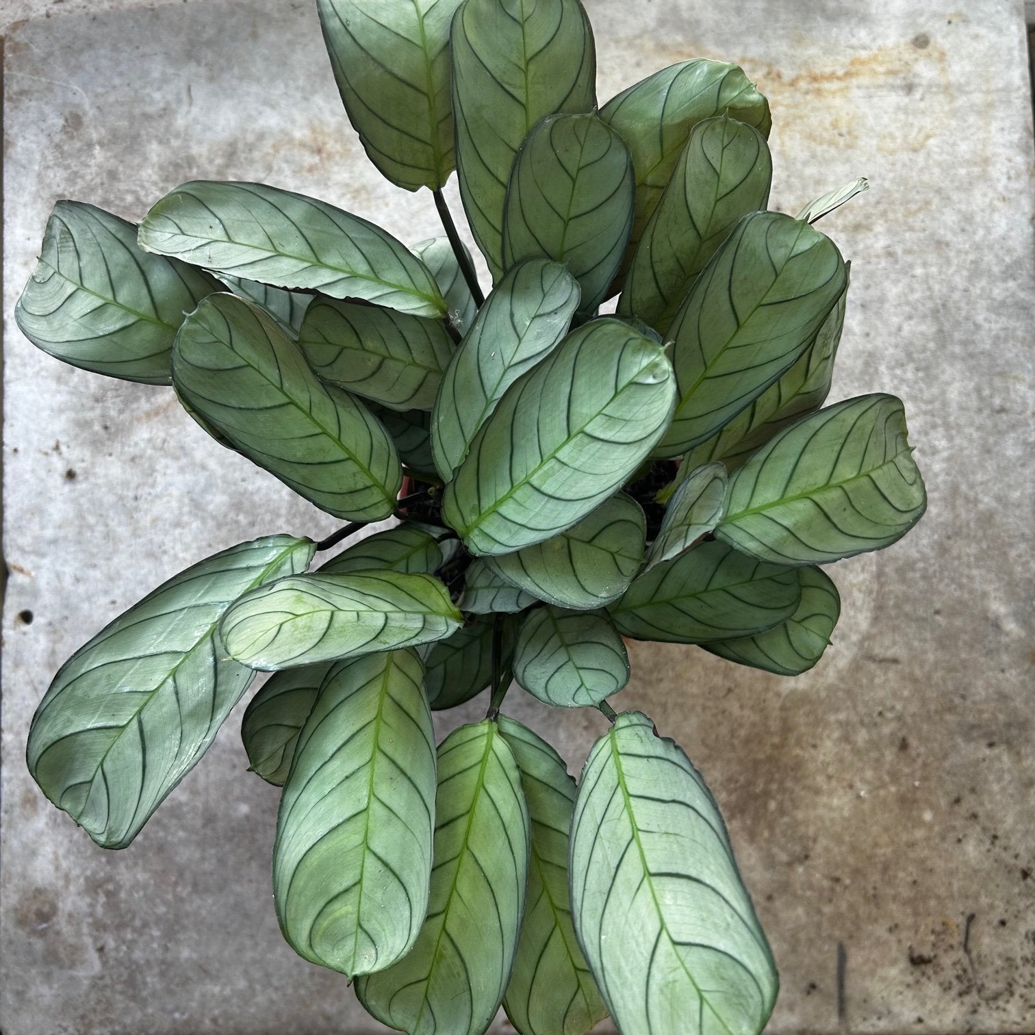 Ctenanthe burle-marxii 'Amagris' (Never Never Plant)