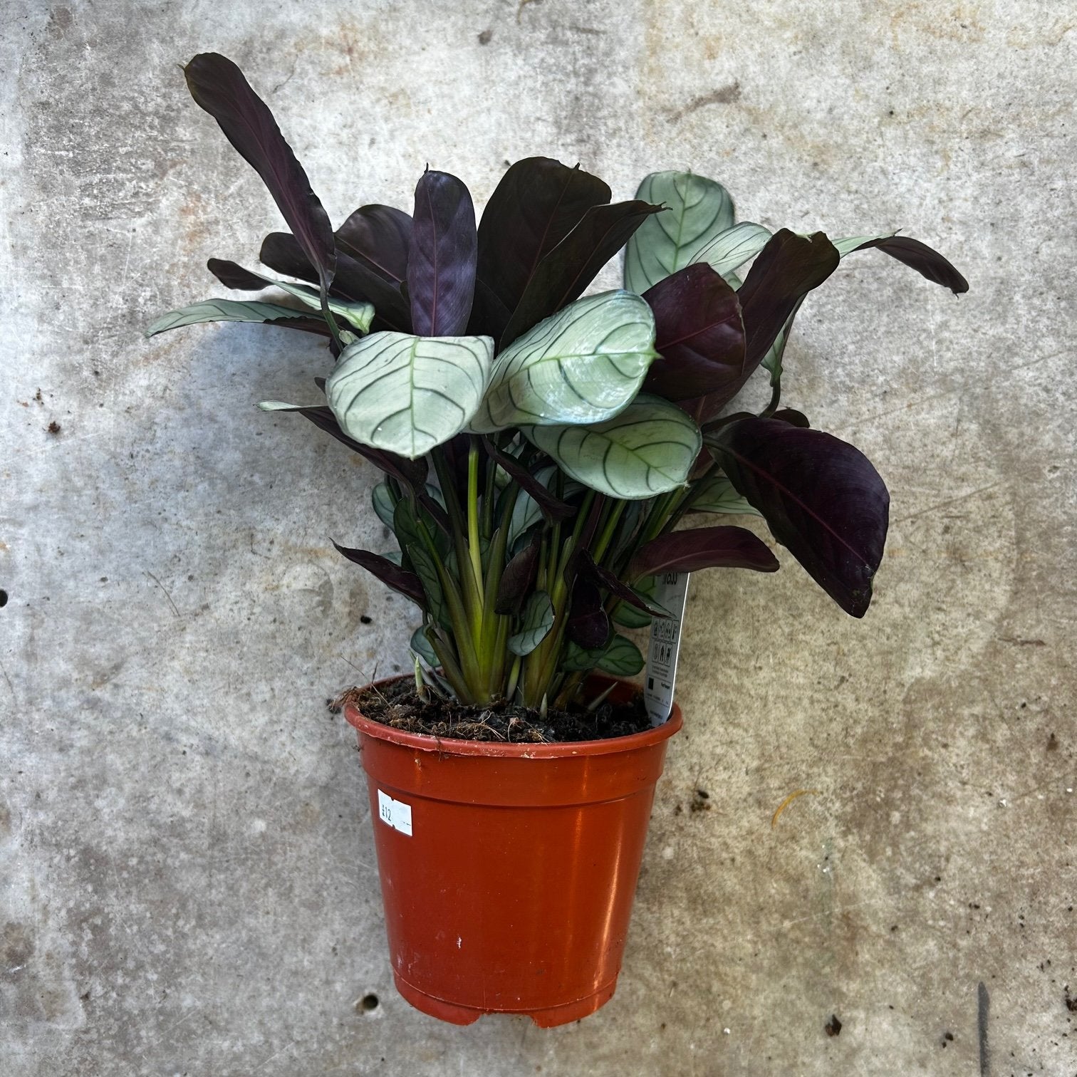 Ctenanthe burle-marxii 'Amagris' (Never Never Plant)