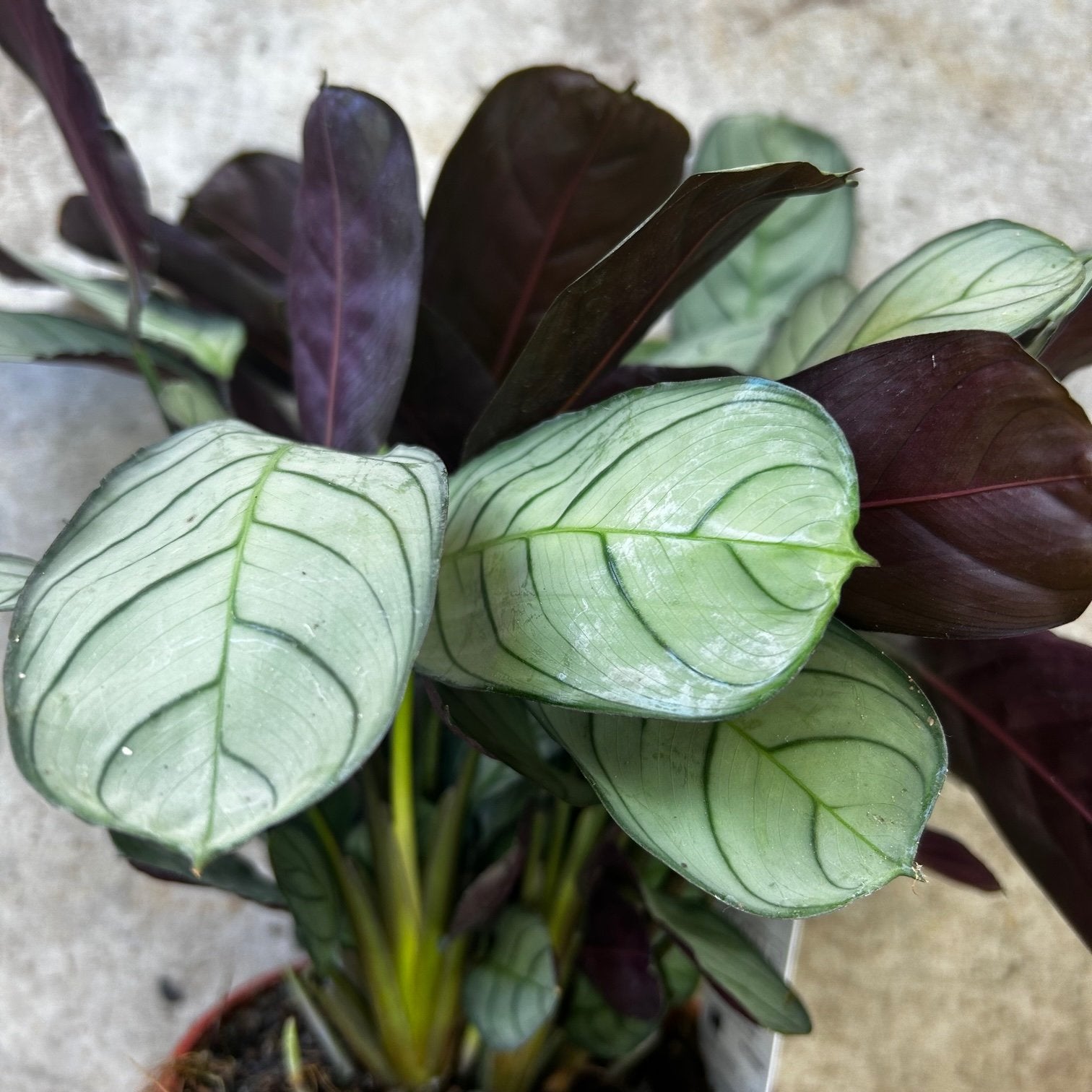Ctenanthe burle-marxii 'Amagris' (Never Never Plant)