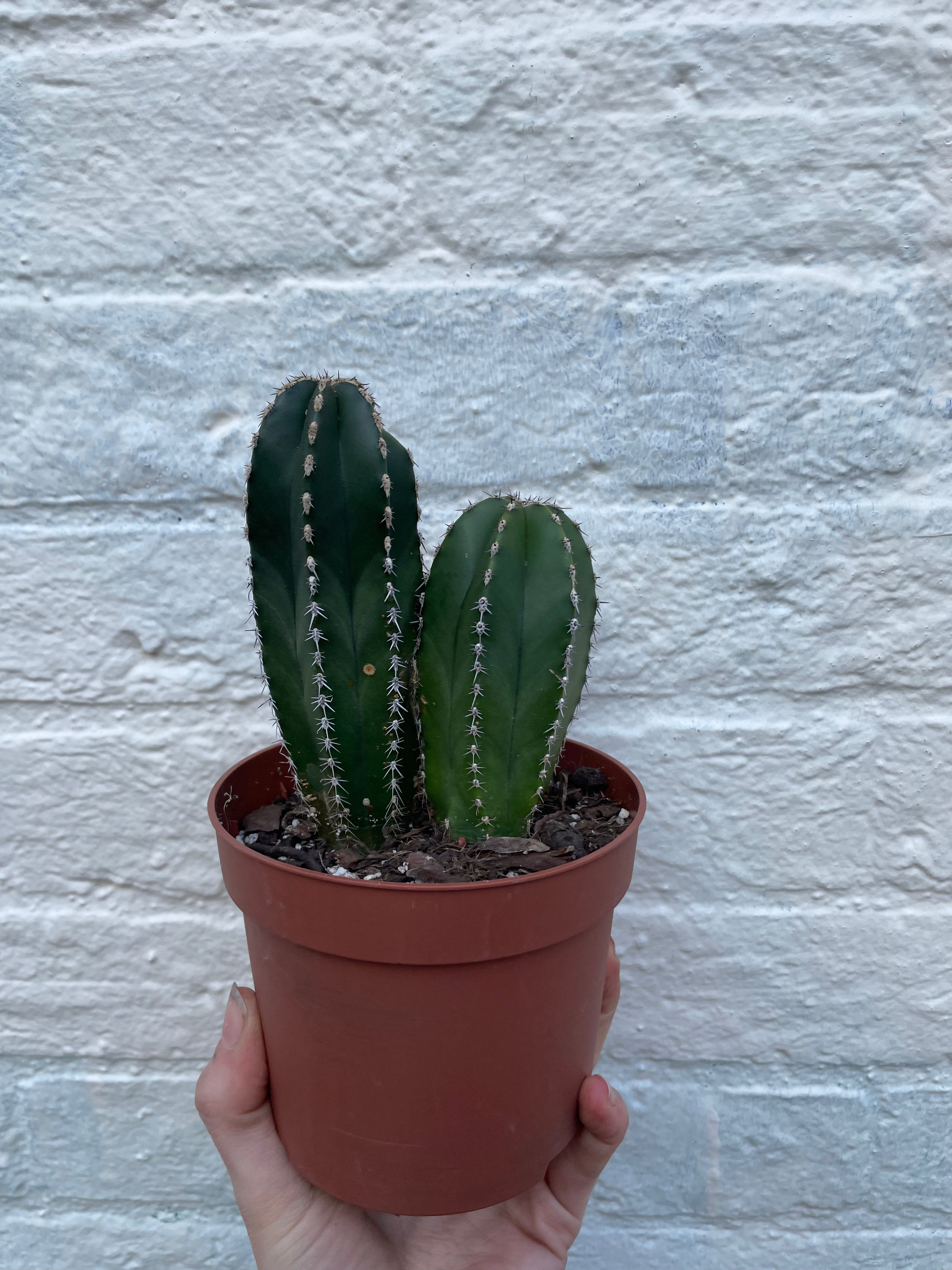 Marginatocereus marginatus (Mexican Fence Post Cactus)