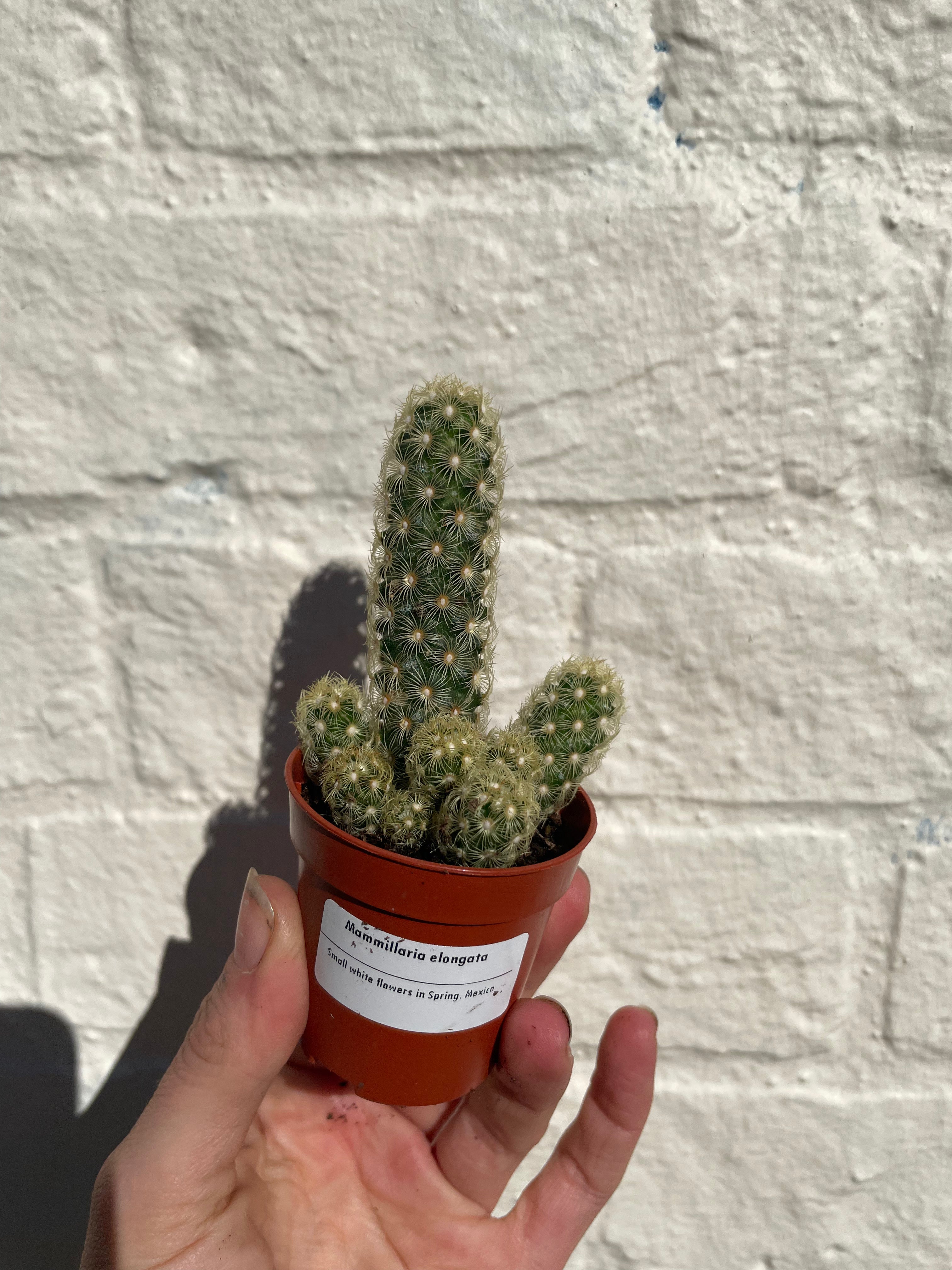 Mammillaria elongata (Ladyfinger Cactus)