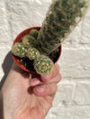 Mammillaria elongata (Ladyfinger Cactus)
