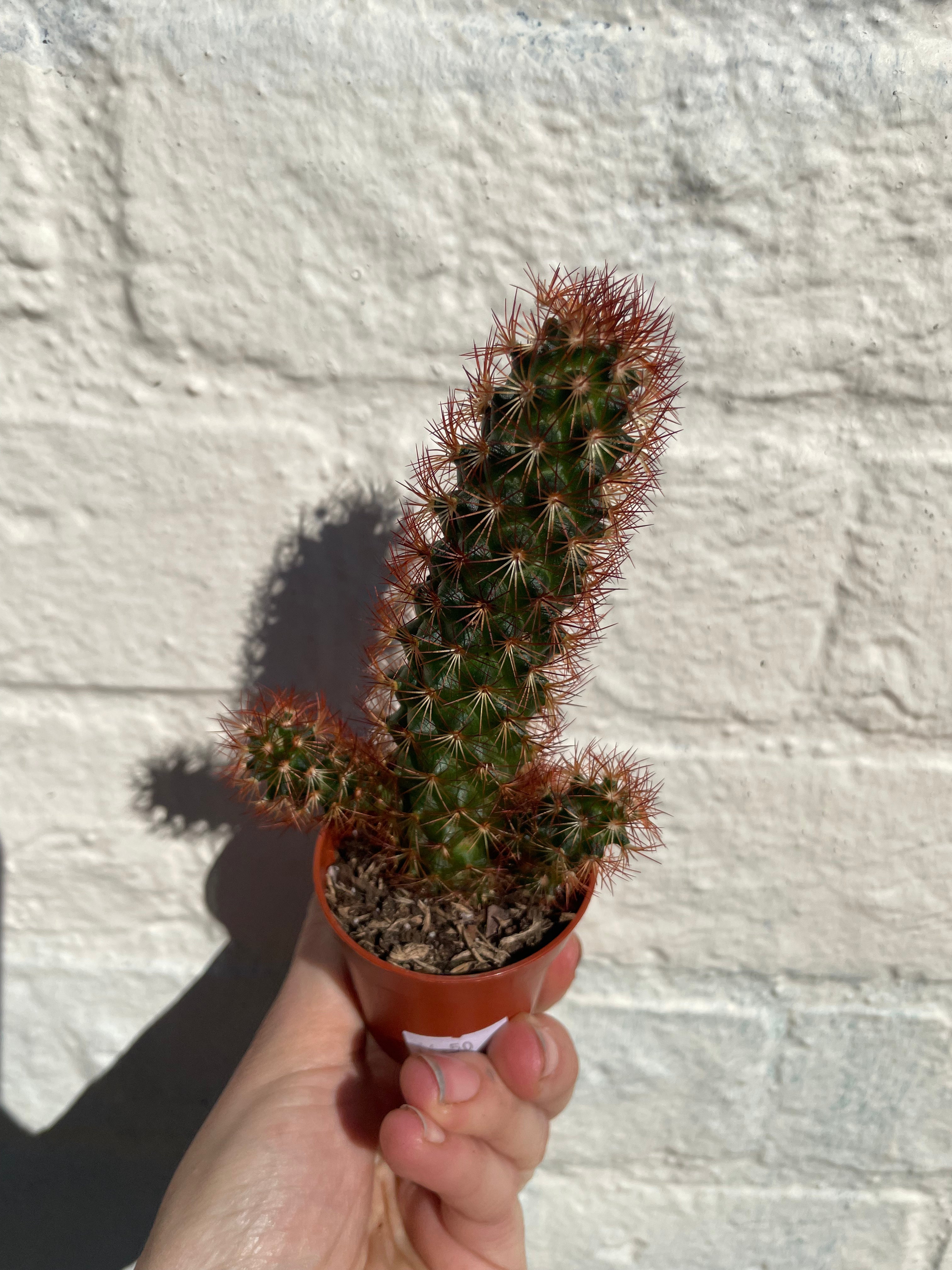 Mammillaria elongata (Ladyfinger Cactus)