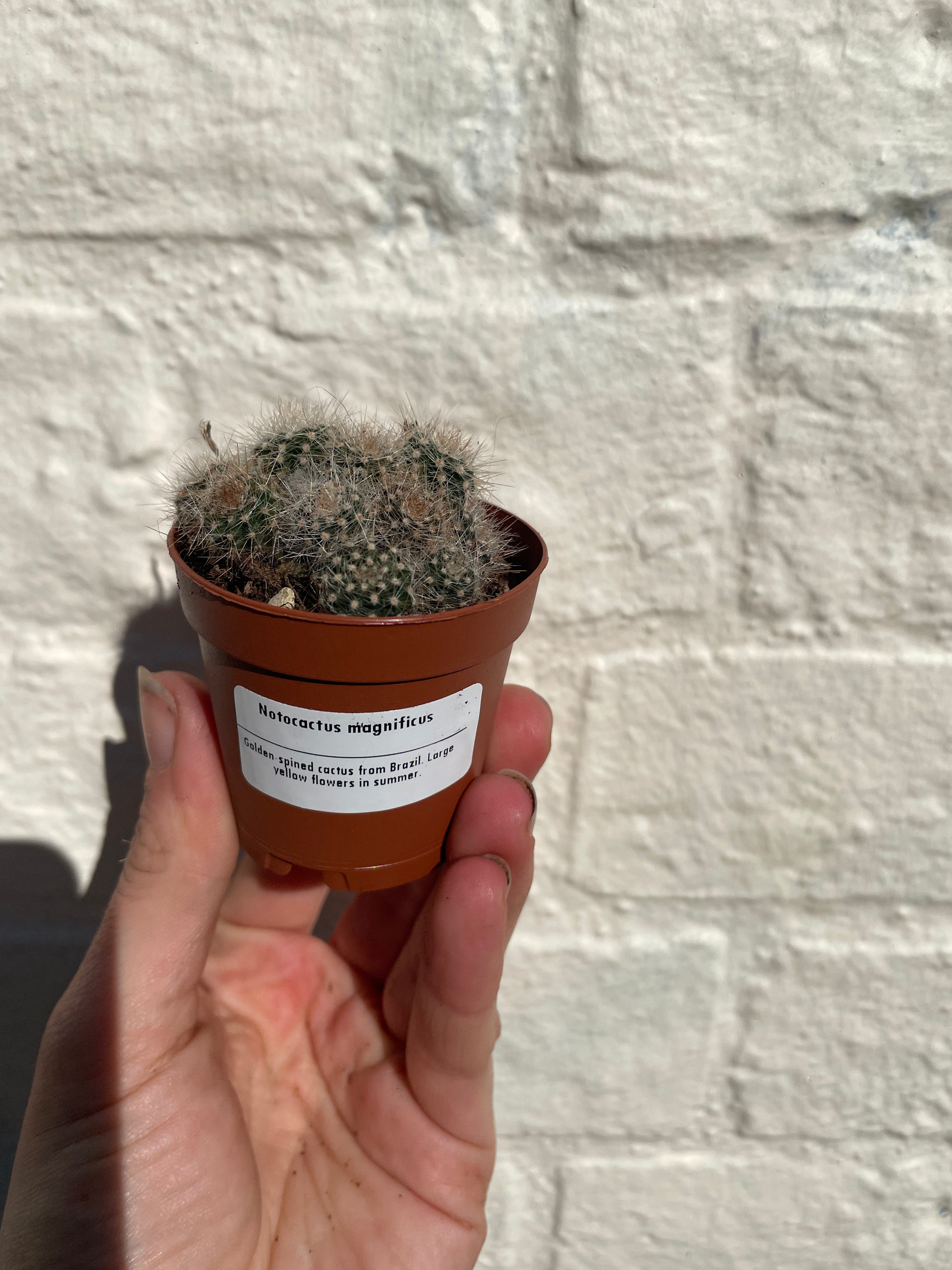 Notocactus magnificus (Balloon cactus)
