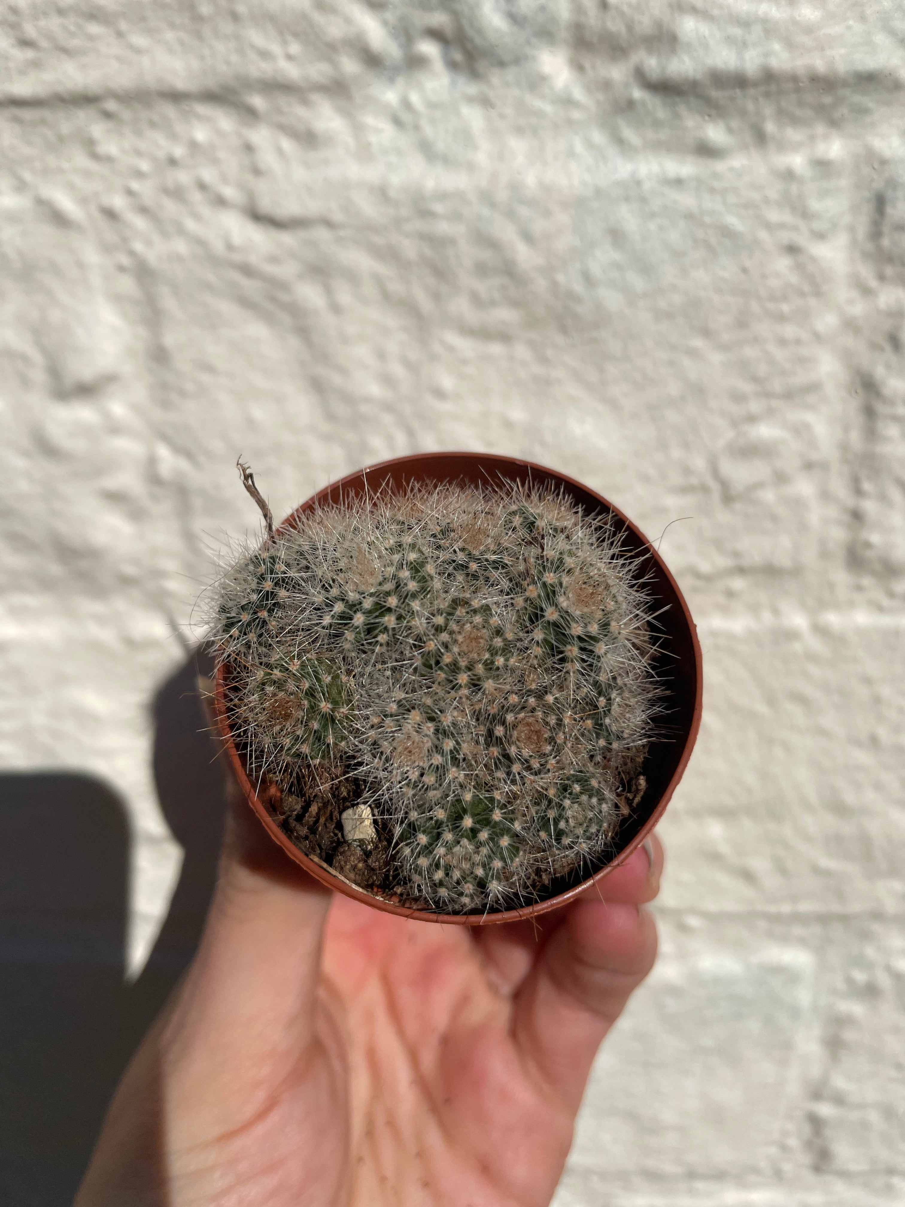 Notocactus magnificus (Balloon cactus)