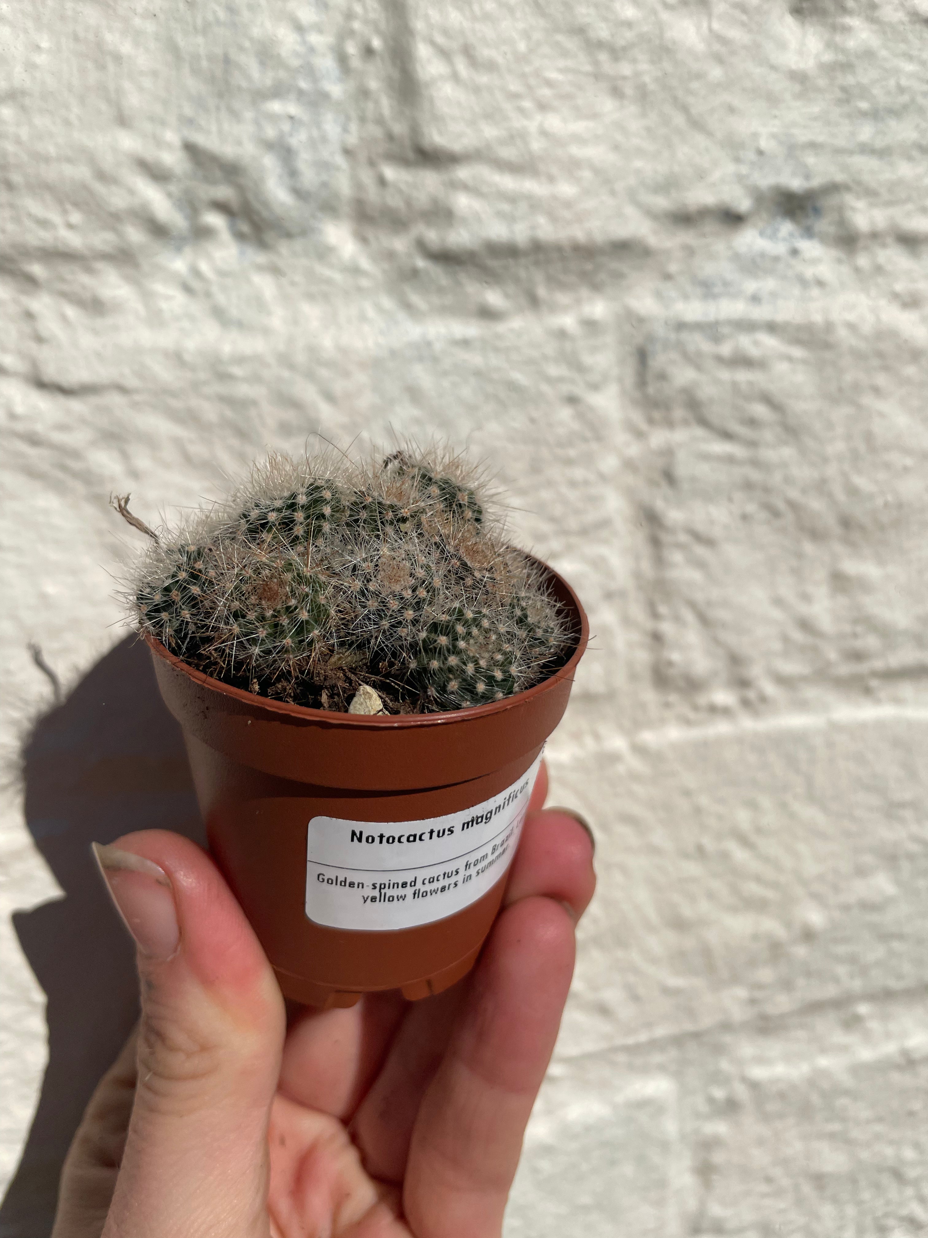 Notocactus magnificus (Balloon cactus)