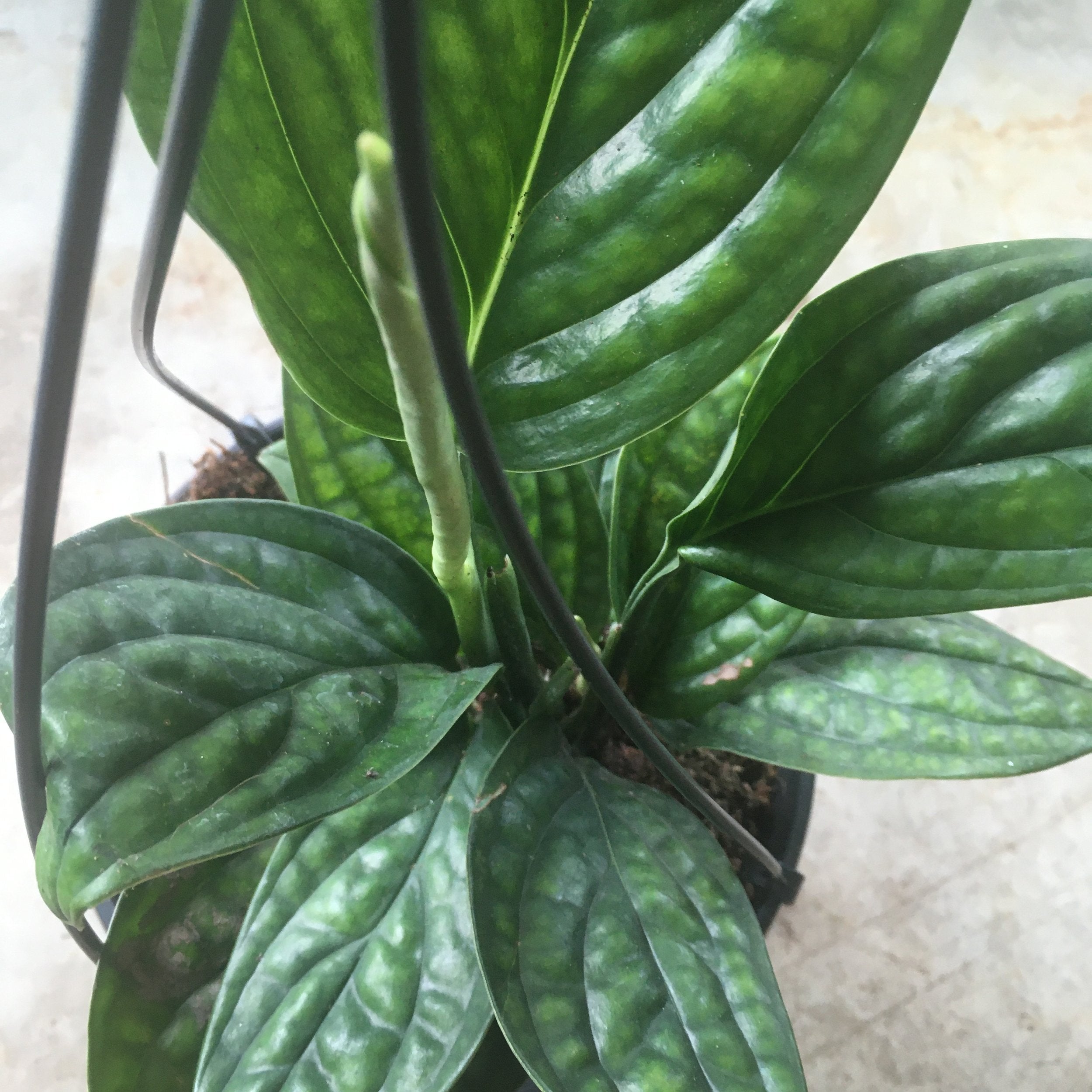 Monstera karstenianum (Monstera Peru)