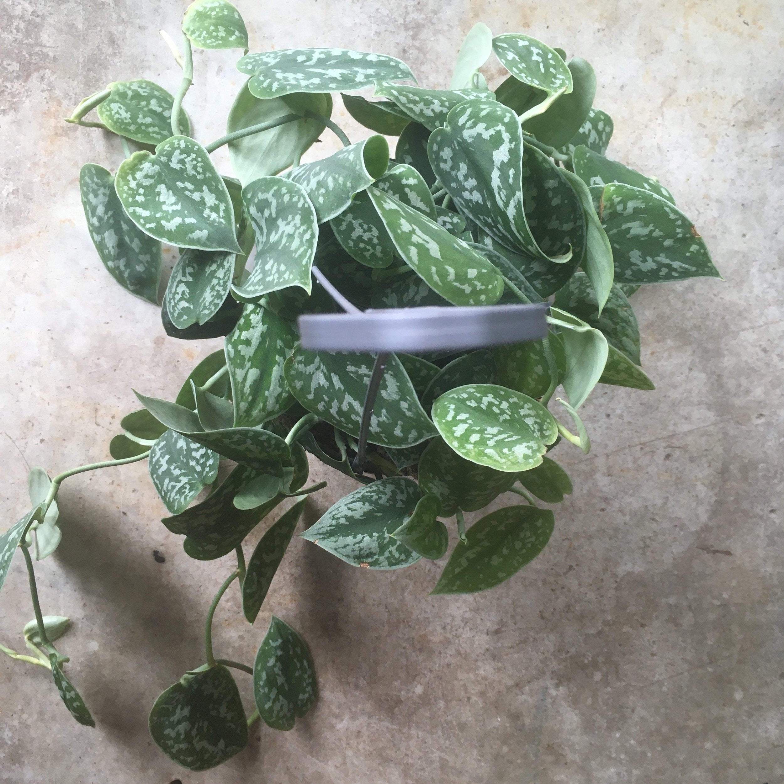 Scindapsus pictus 'Argyraeus' (Satin Pothos) Various sizes