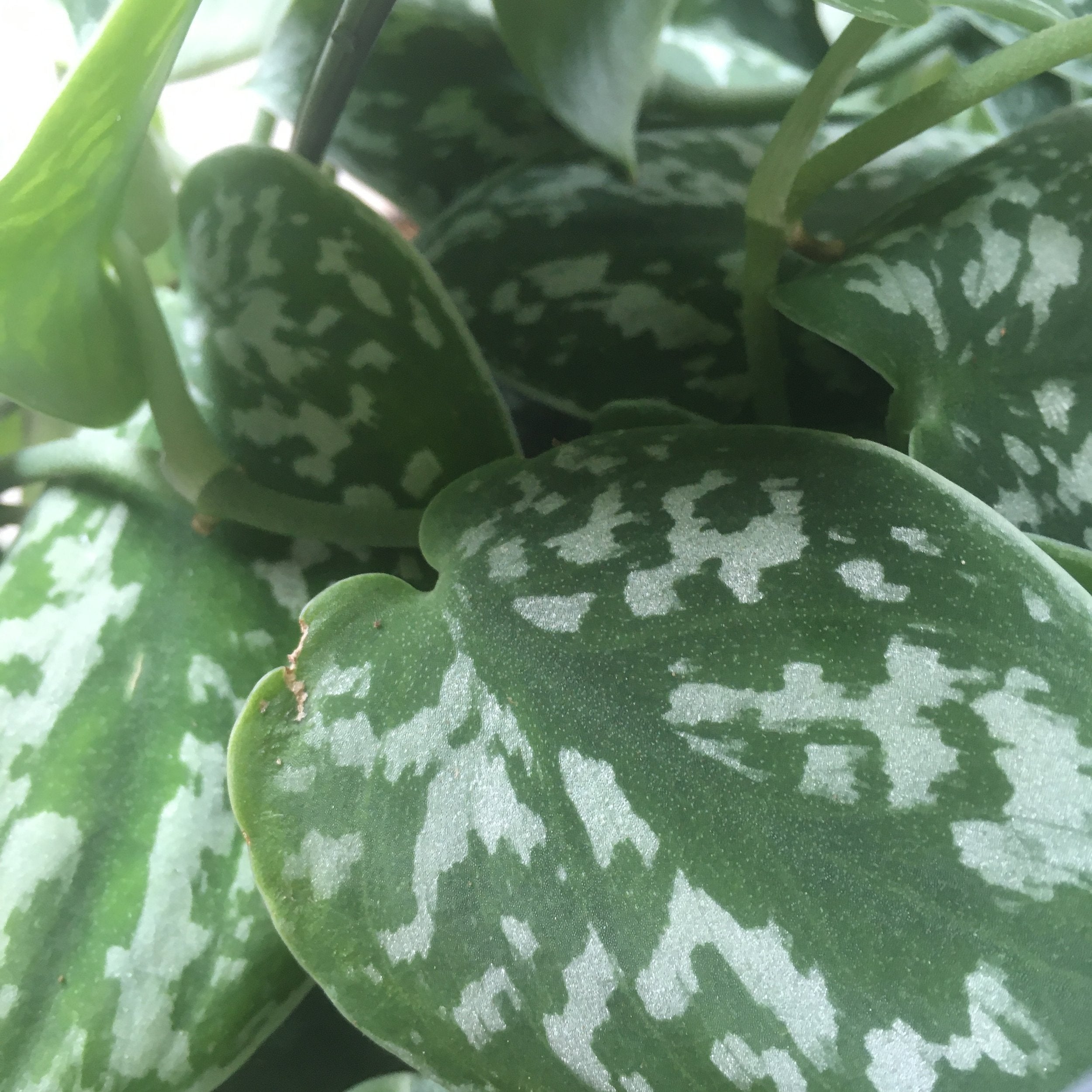 Scindapsus pictus 'Argyraeus' (Satin Pothos) Various sizes