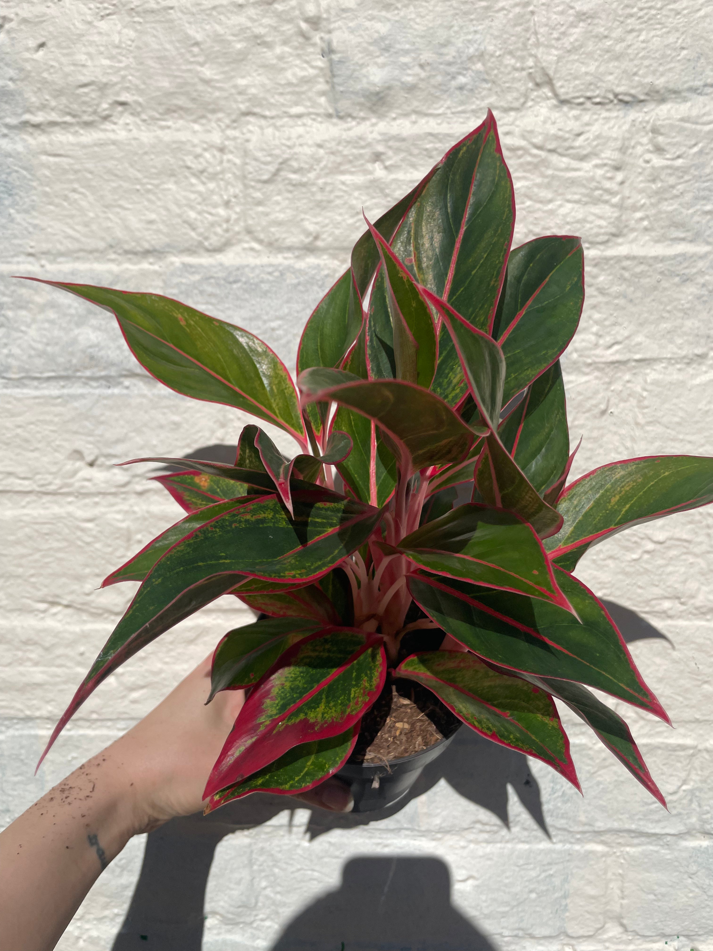 Aglaonema 'Jungle Red' (Chinese Evergreen)