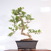 Fukien Tea Tree (Carmona Retusa) Bonsai Tree | Shaped | In 18cm Pot | Wonderful Gift