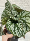 Begonia rex 'Tap dance'