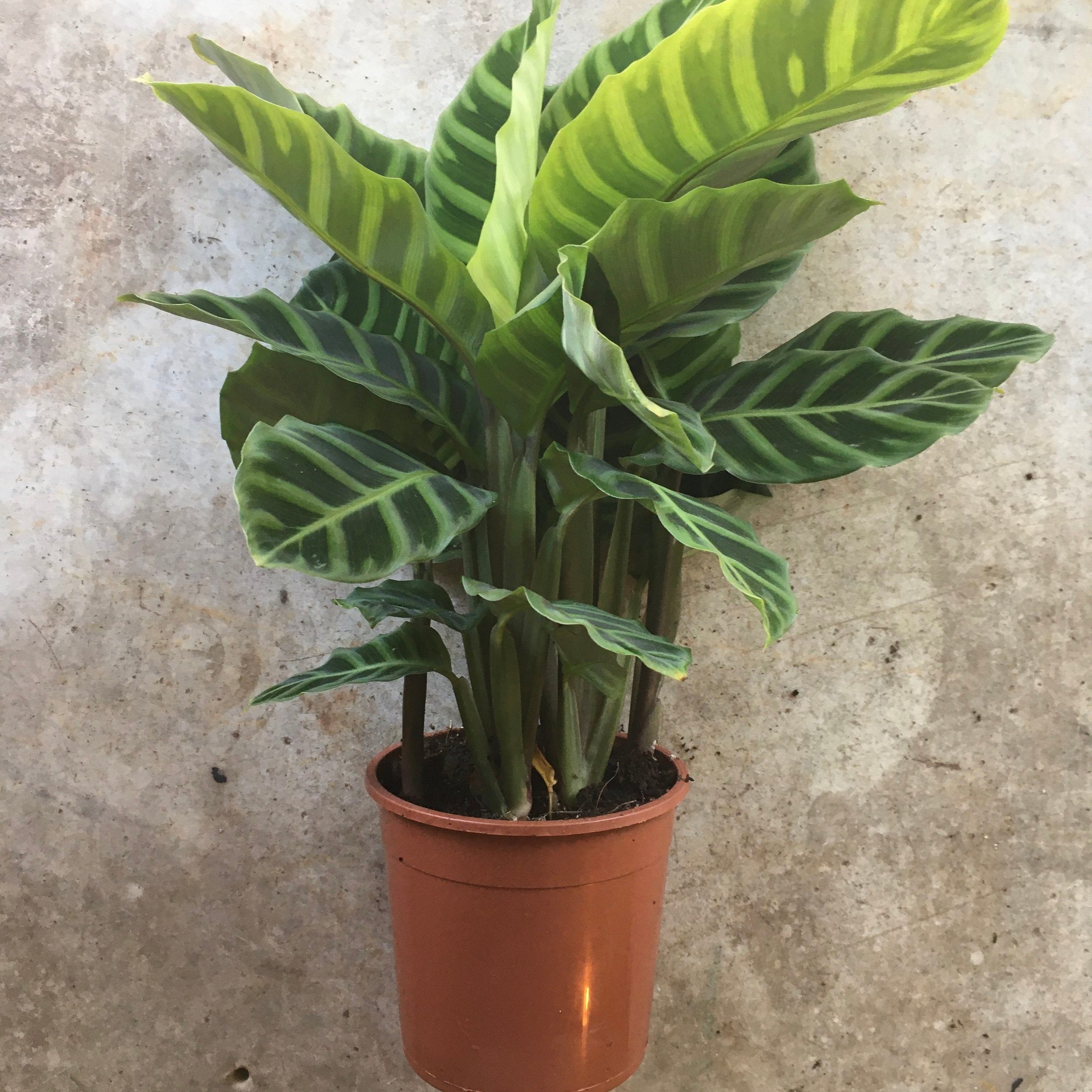 Calathea zebrina (Prayer Plant)