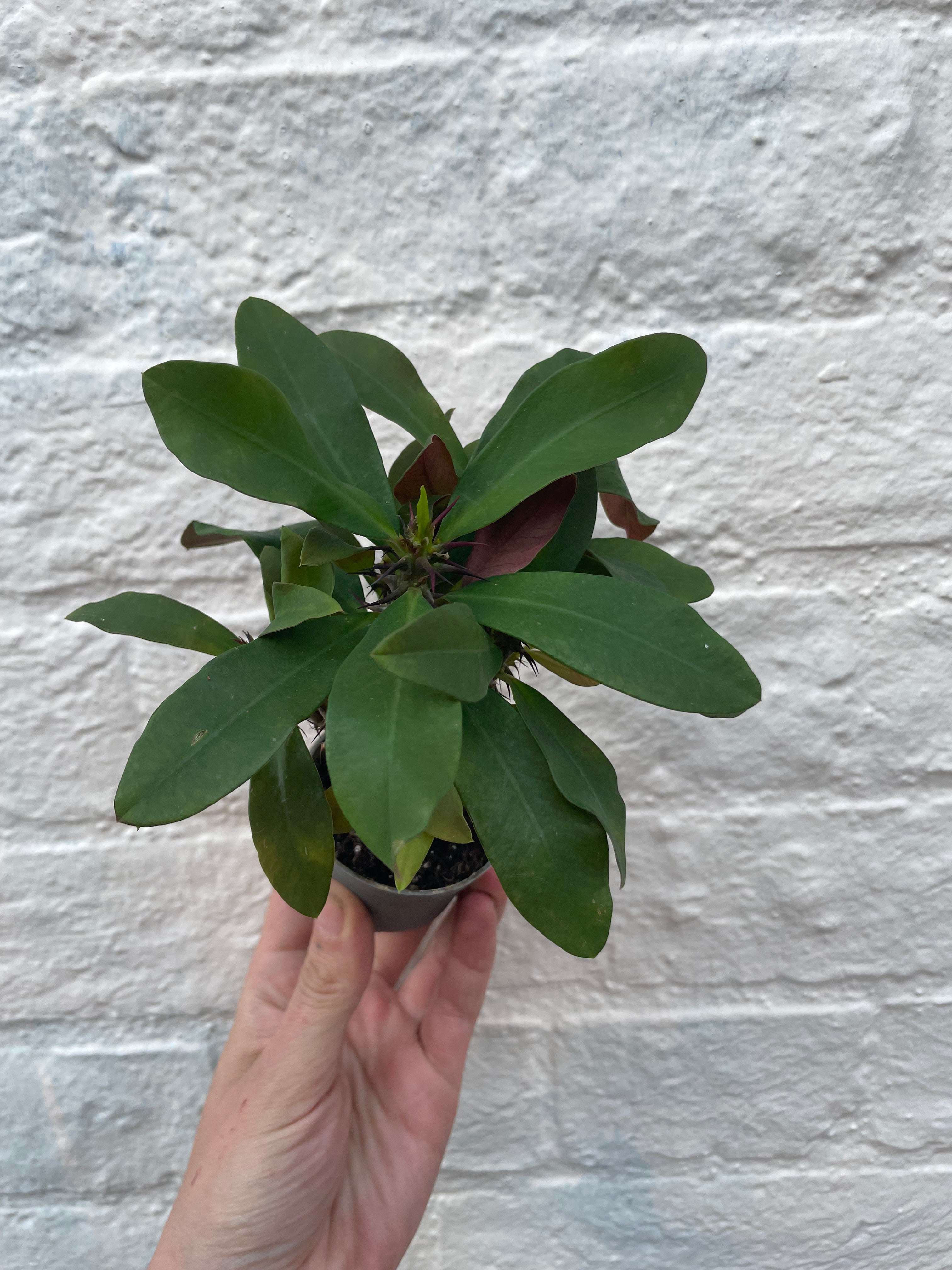 Euphorbia milii (Crown of Thorns)
