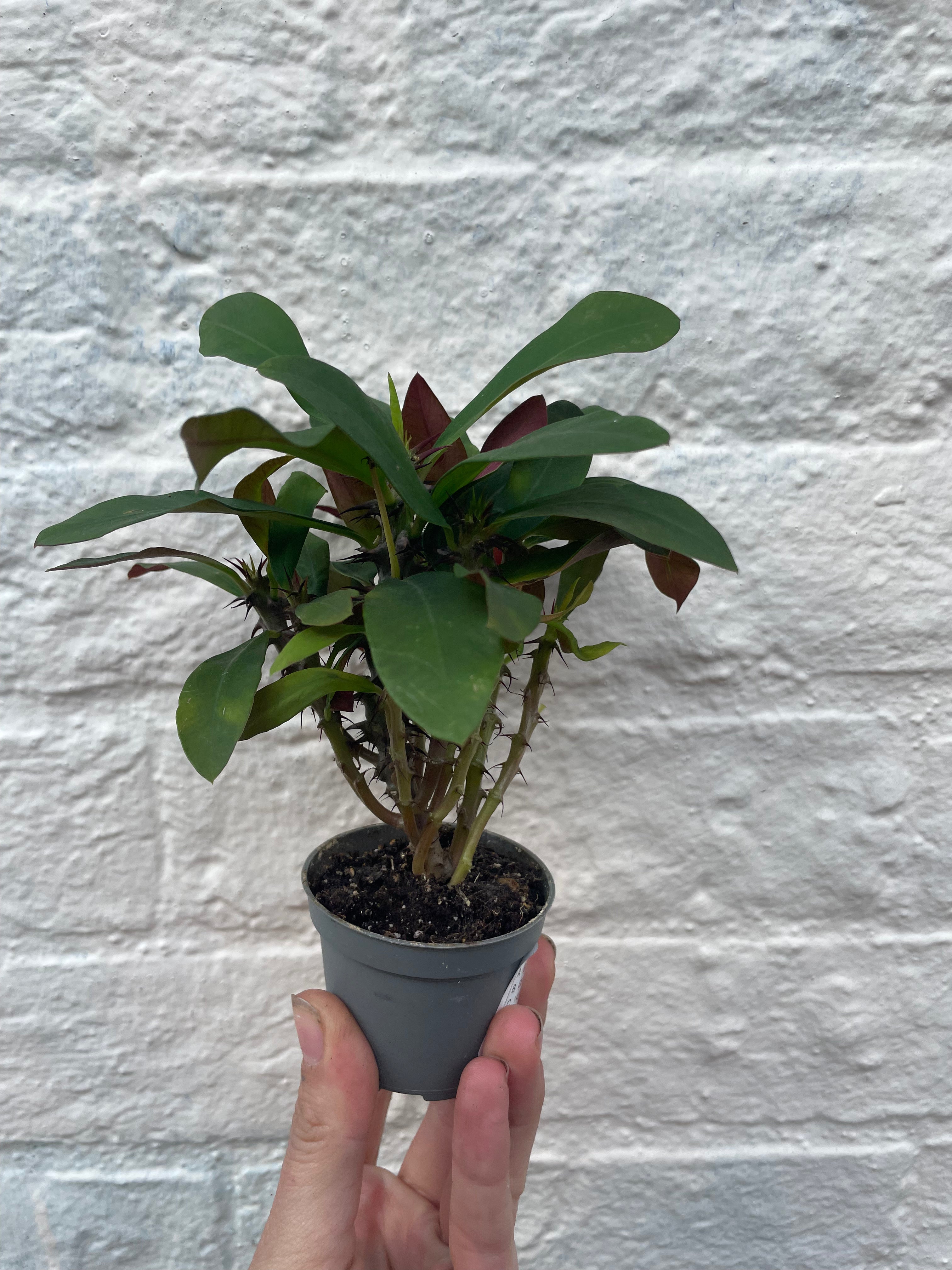 Euphorbia milii (Crown of Thorns)