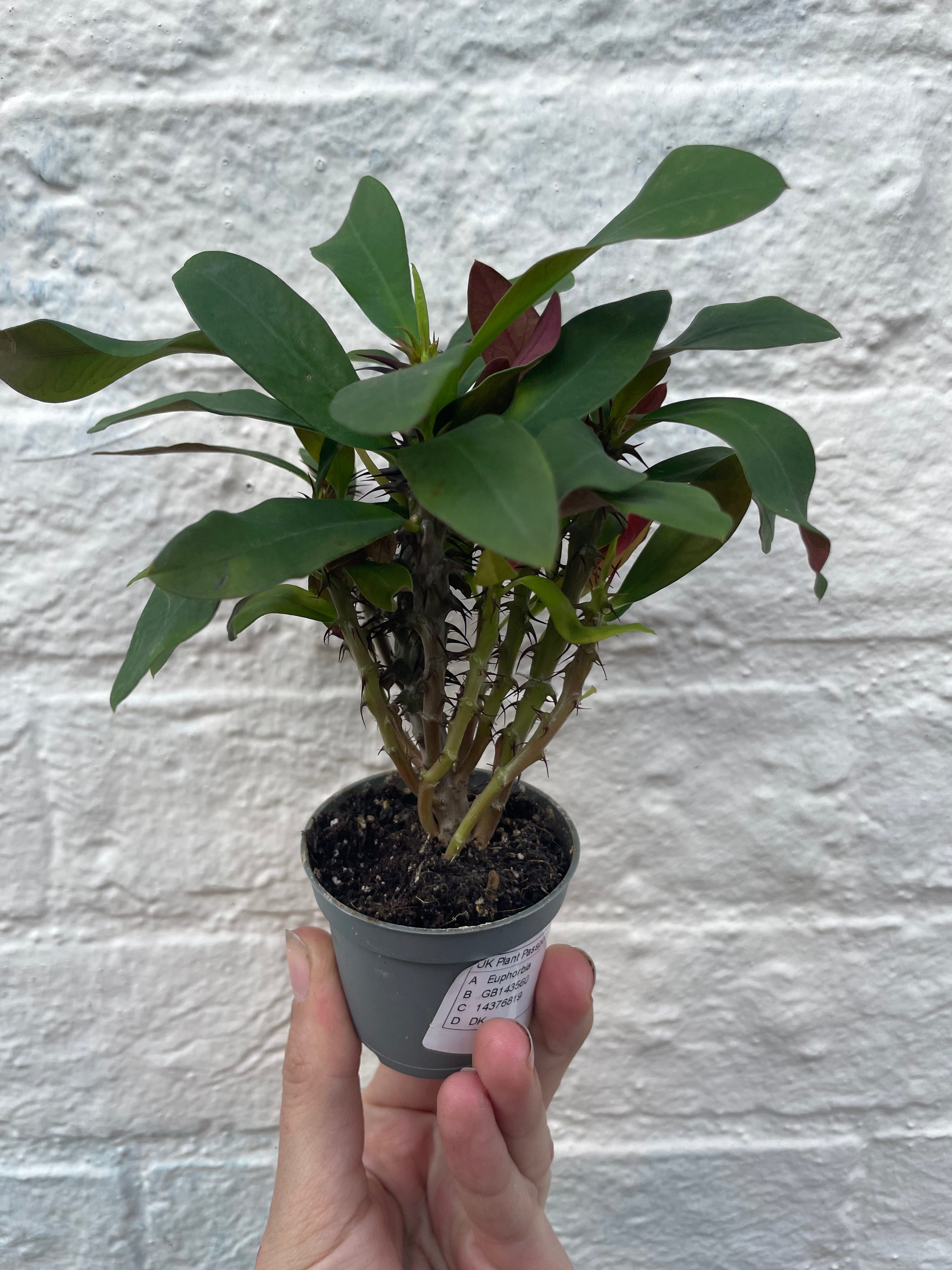 Euphorbia milii (Crown of Thorns)