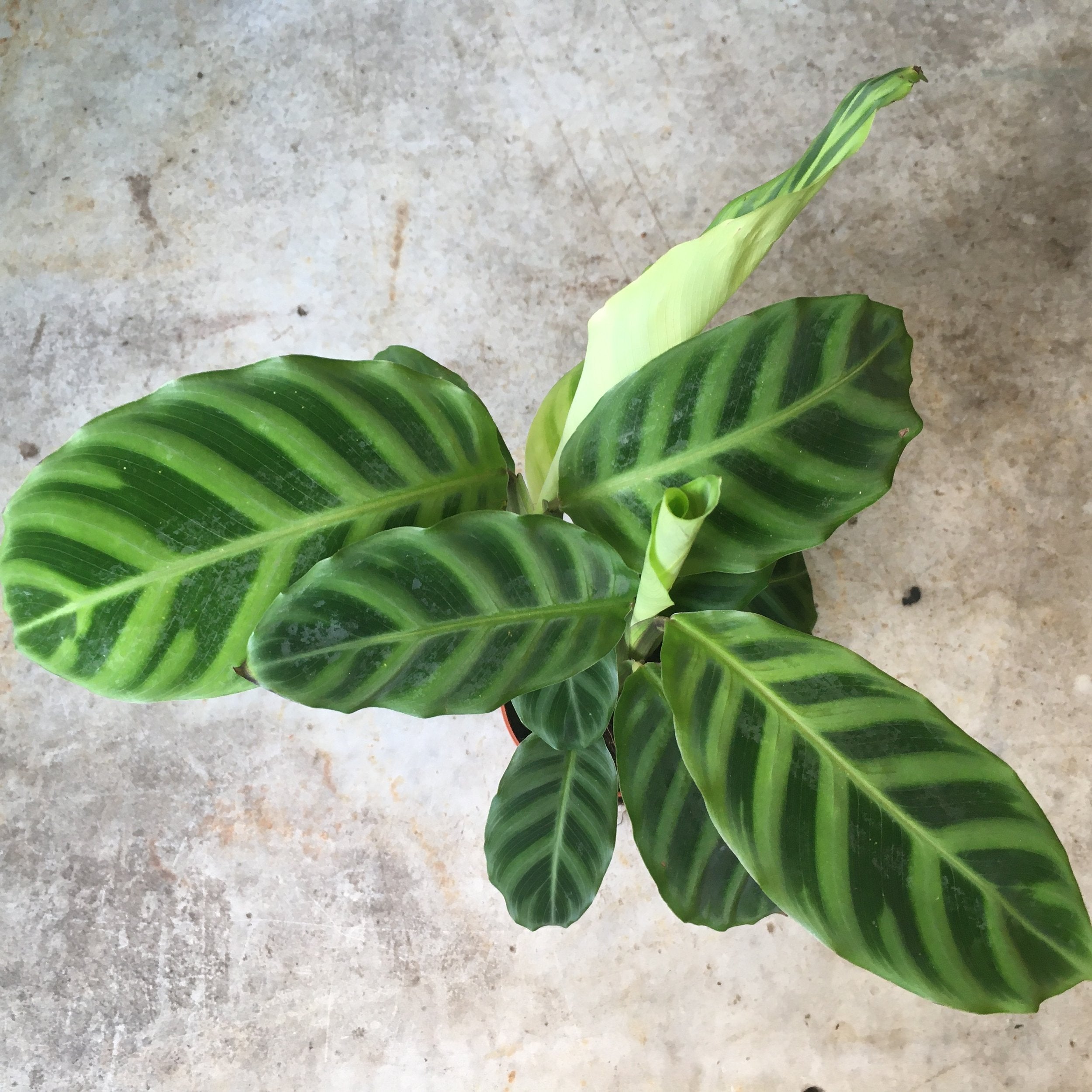 Calathea zebrina (Prayer Plant)