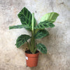Calathea zebrina (Prayer Plant)
