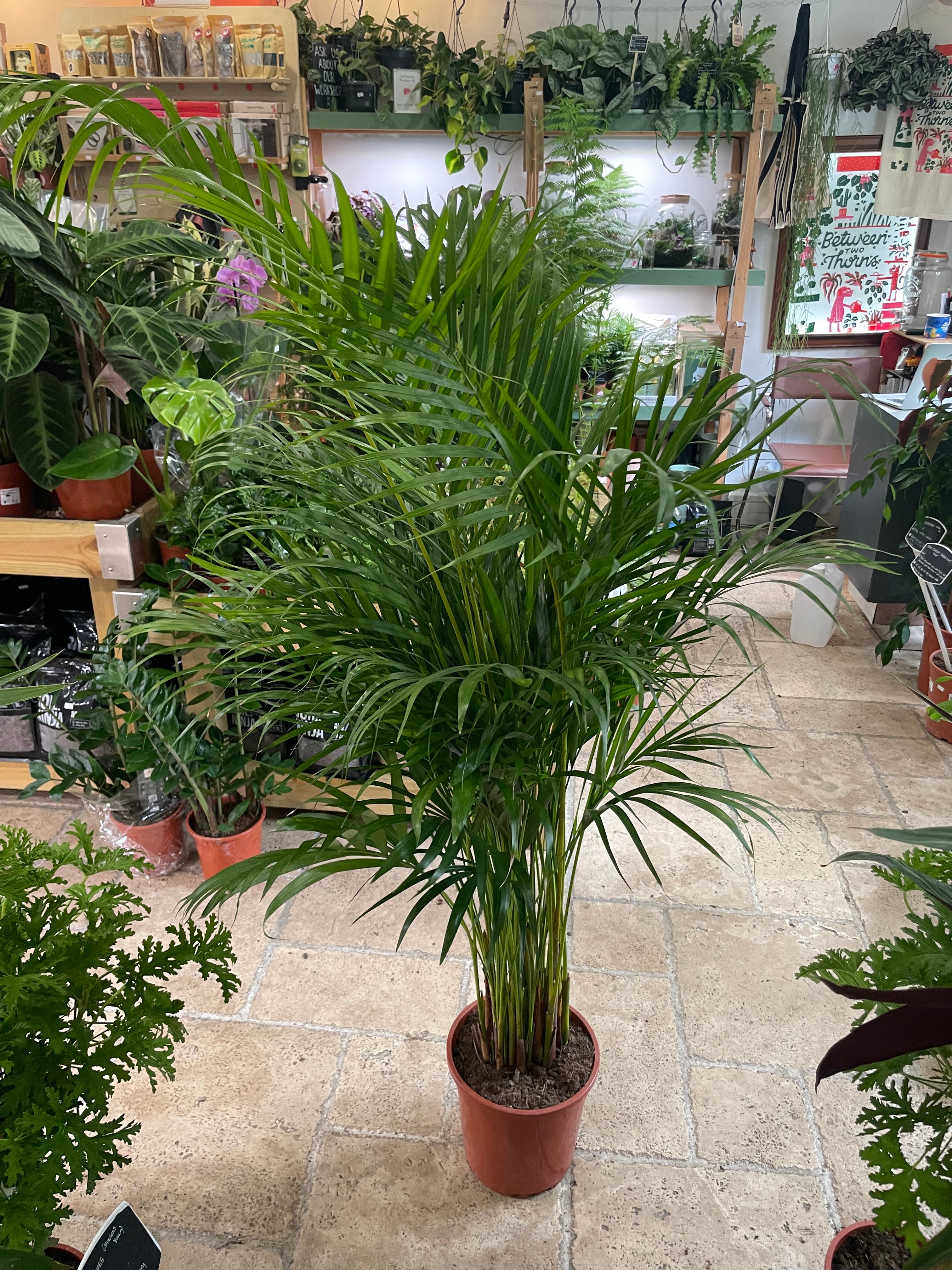 Dypsis lutescens (Areca Palm)