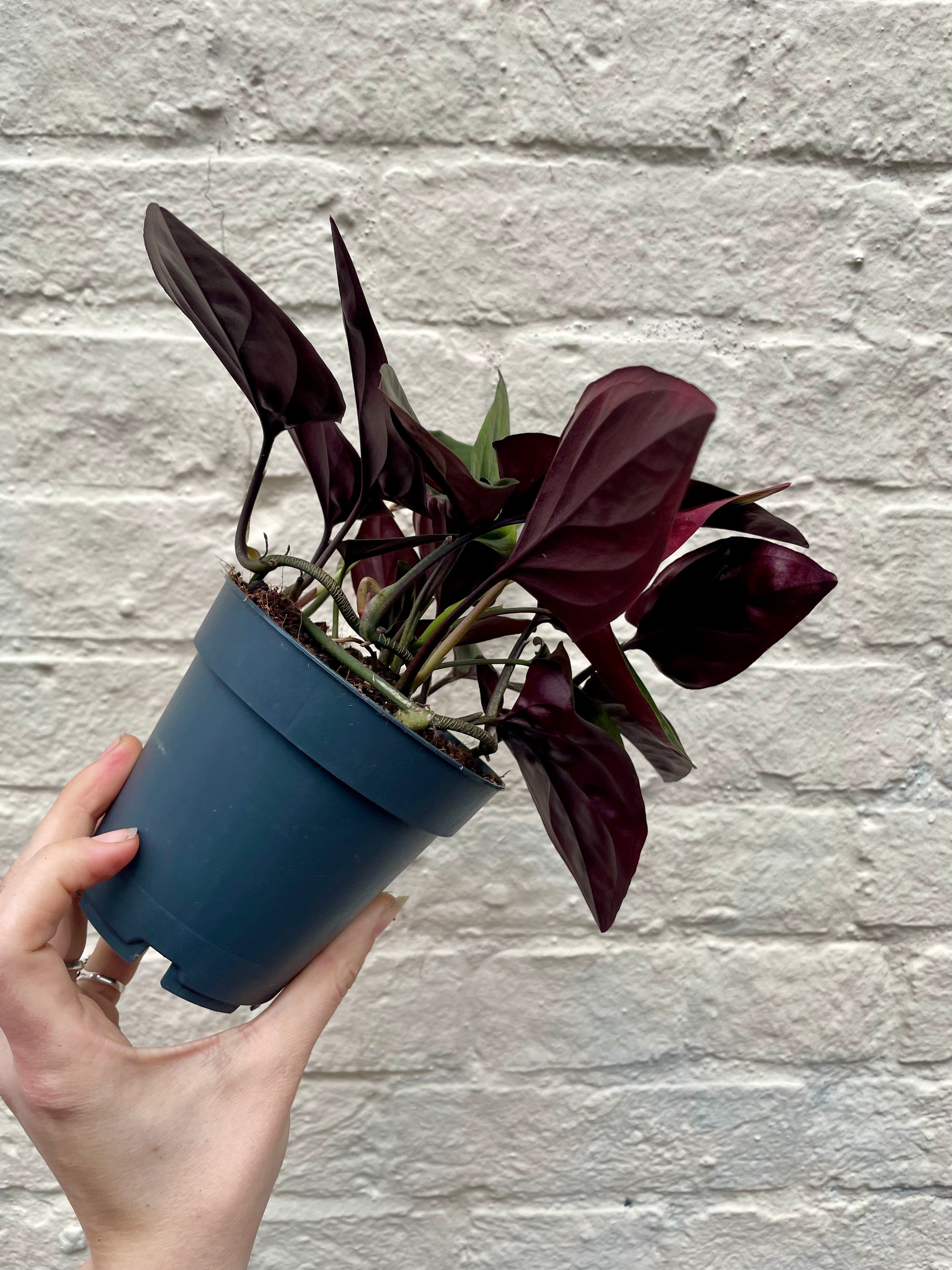Syngonium erythrophyllum 'Red Arrow' (Arrowhead Plant)