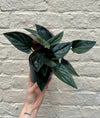 Syngonium erythrophyllum 'Red Arrow' (Arrowhead Plant)