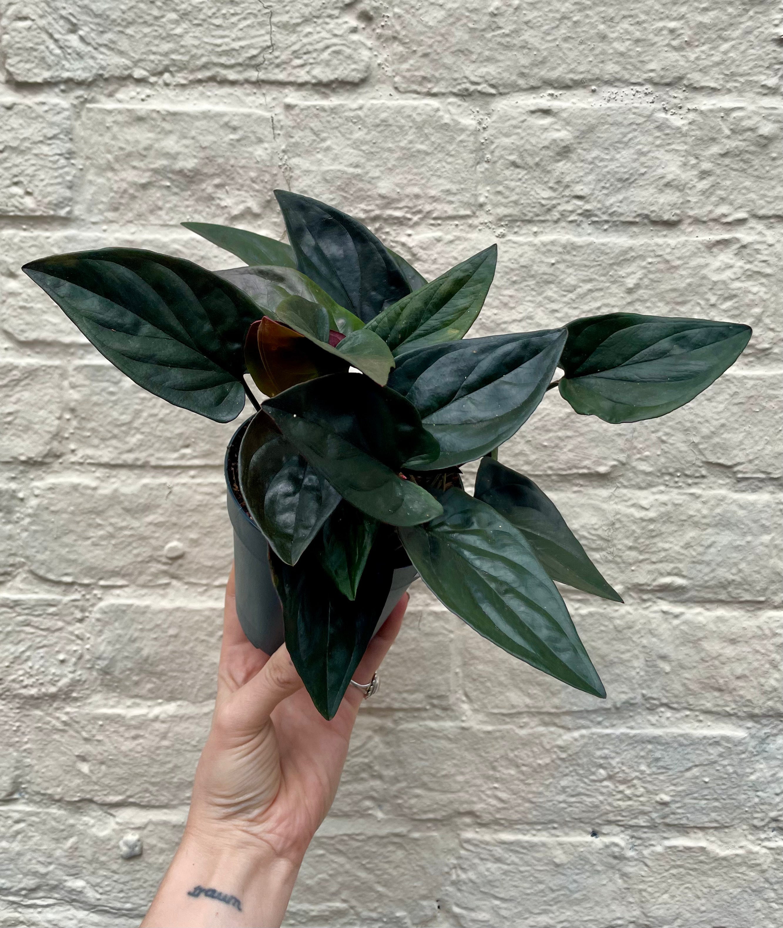 Syngonium erythrophyllum 'Red Arrow' (Arrowhead Plant)