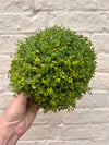 Soleirolia soleirolii (Mind your own business/ Babies tears)