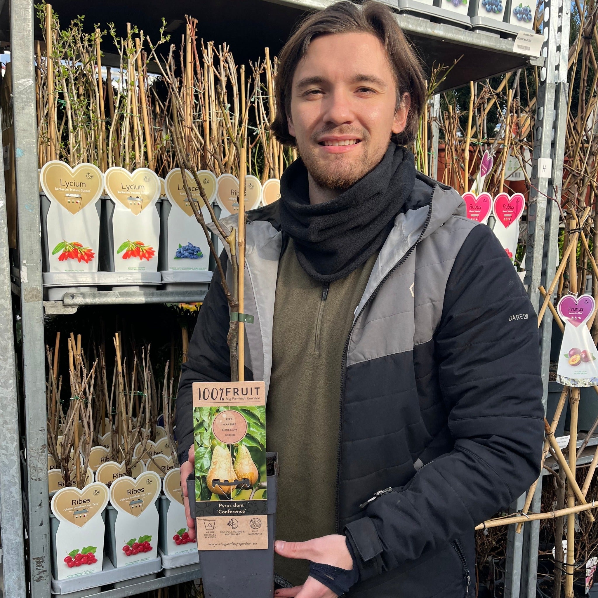 Dwarf Patio Pear Tree 'Conference' (Pyrus communis) 2/4L