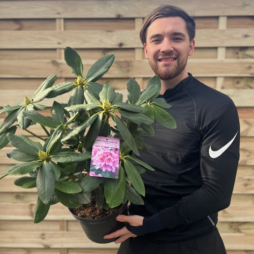Rhododendron Delta 2L / 5L