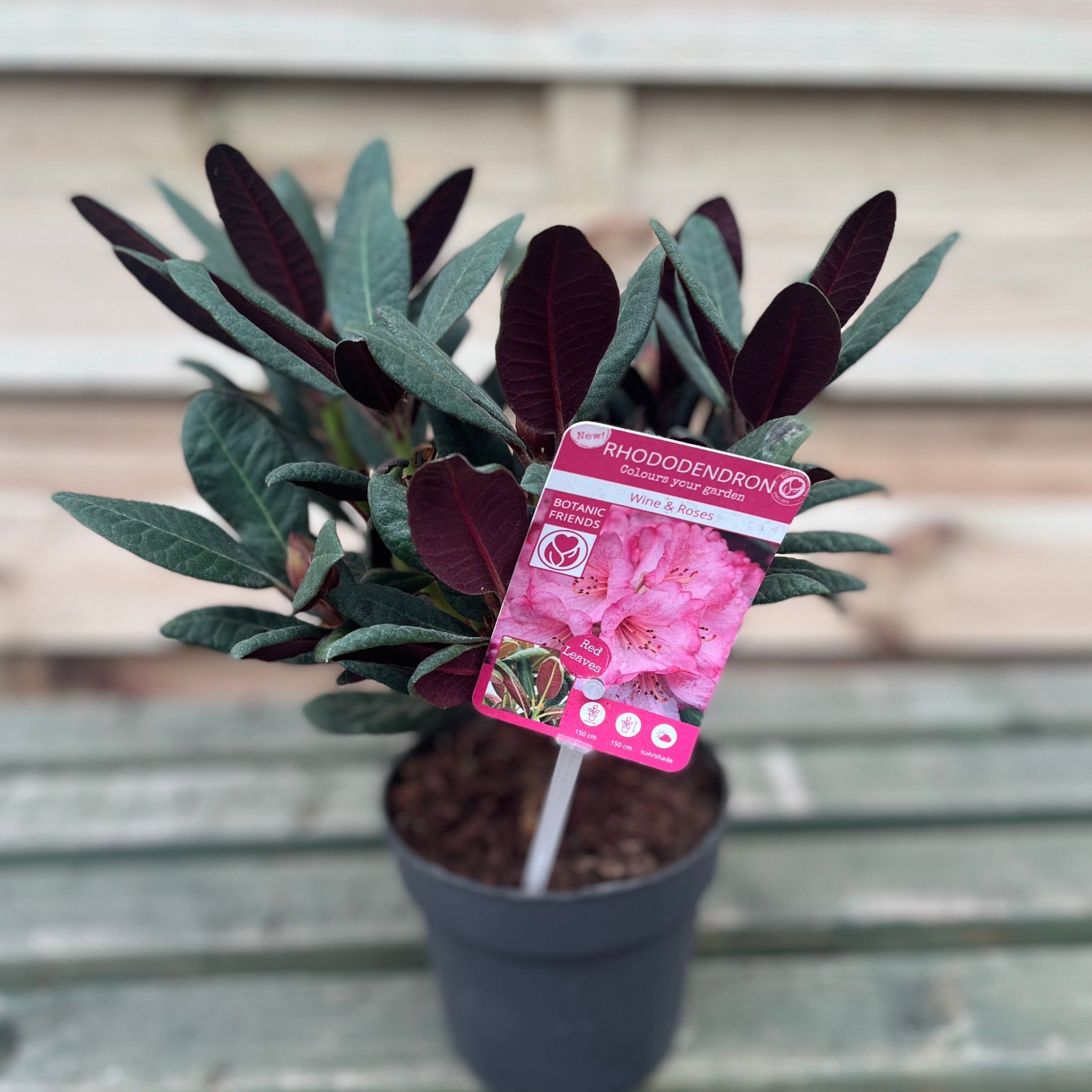 Rhododendron Wine and Roses