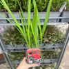 Crocosmia 'Carmine Brilliant' 9cm/2L