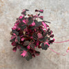 Oxalis spiralis vulcanicola 'Plum Crazy'