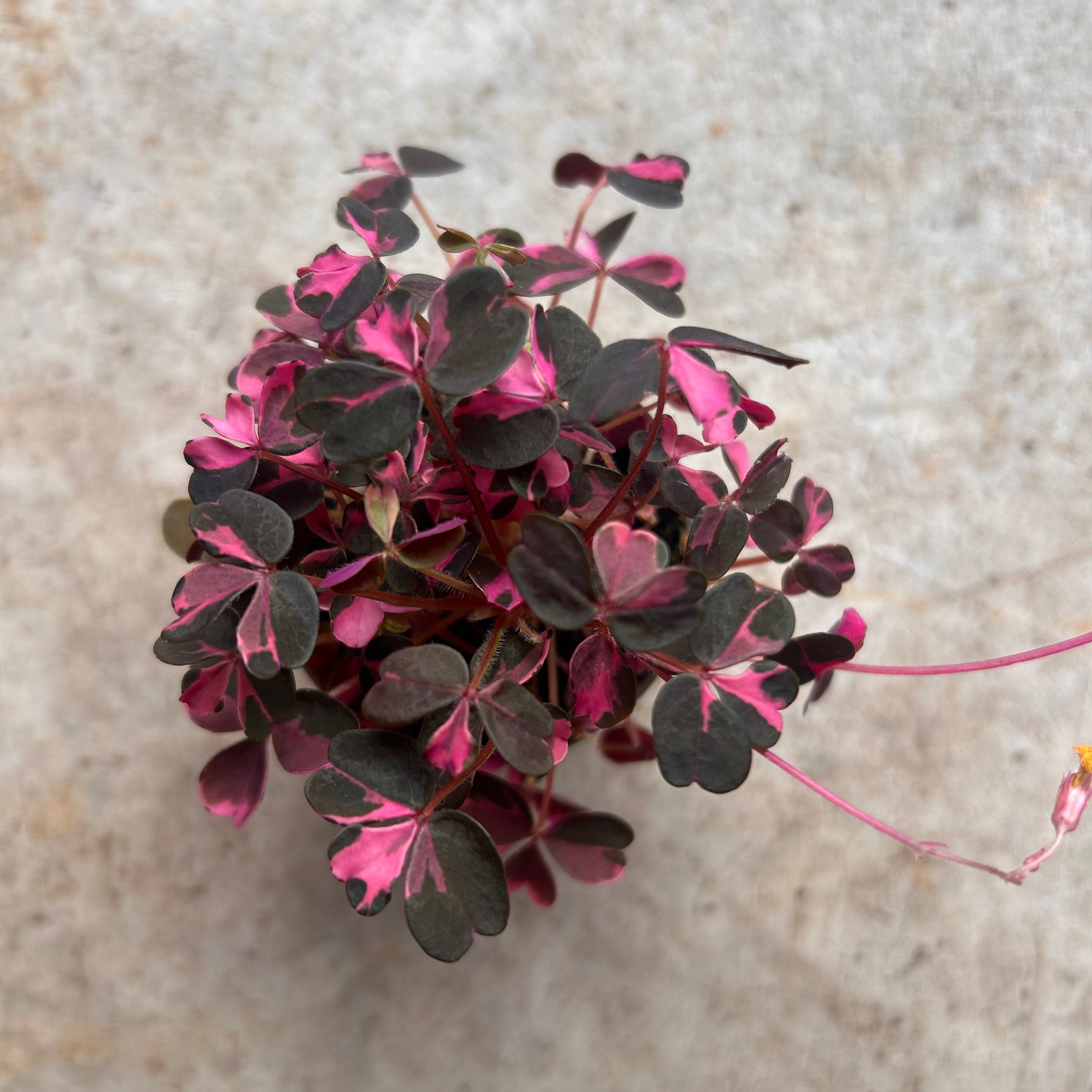 Oxalis spiralis vulcanicola 'Plum Crazy'