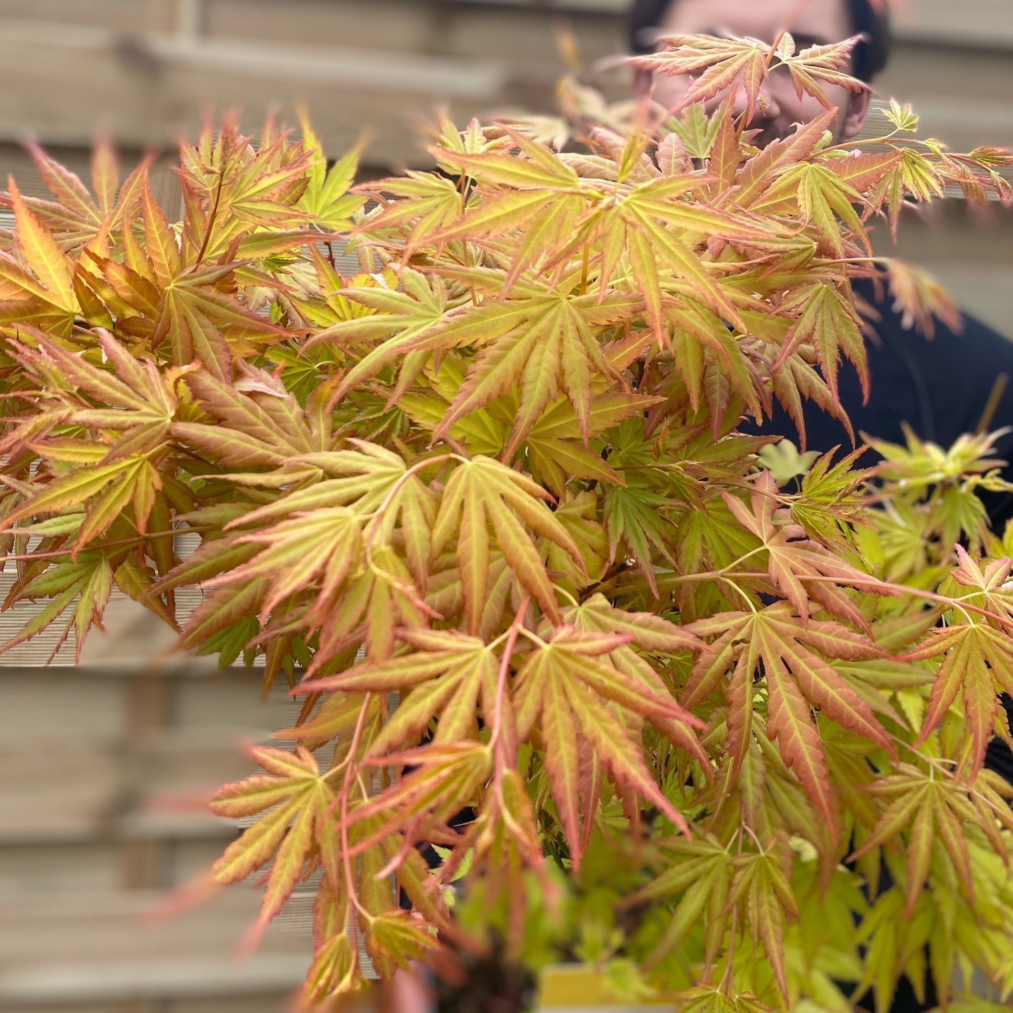 Acer palmatum 'Orange Dream'