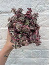 Crassula marginalis Rubra 'Variegata' (Calico Kitten)