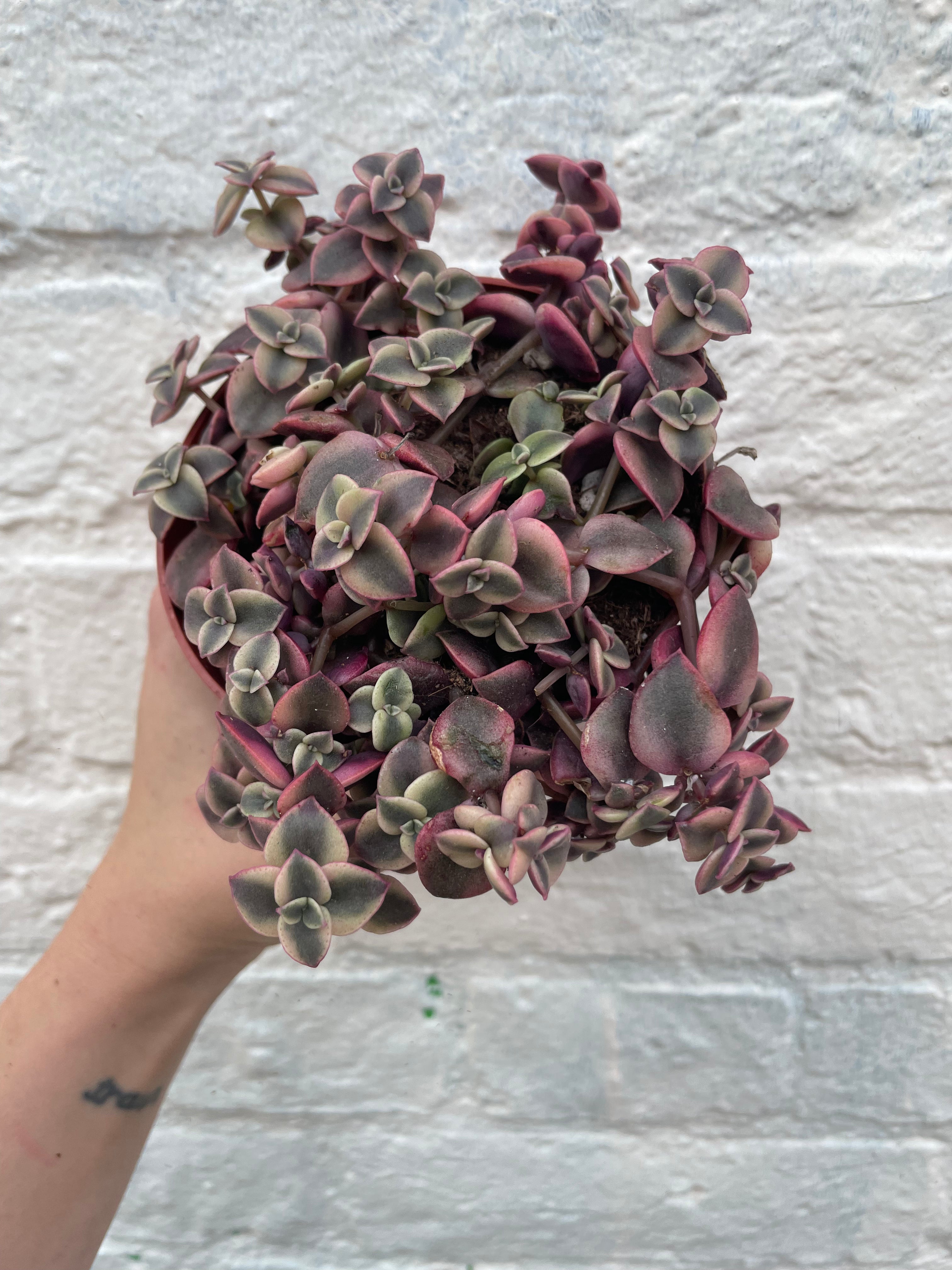 Crassula marginalis Rubra 'Variegata' (Calico Kitten)