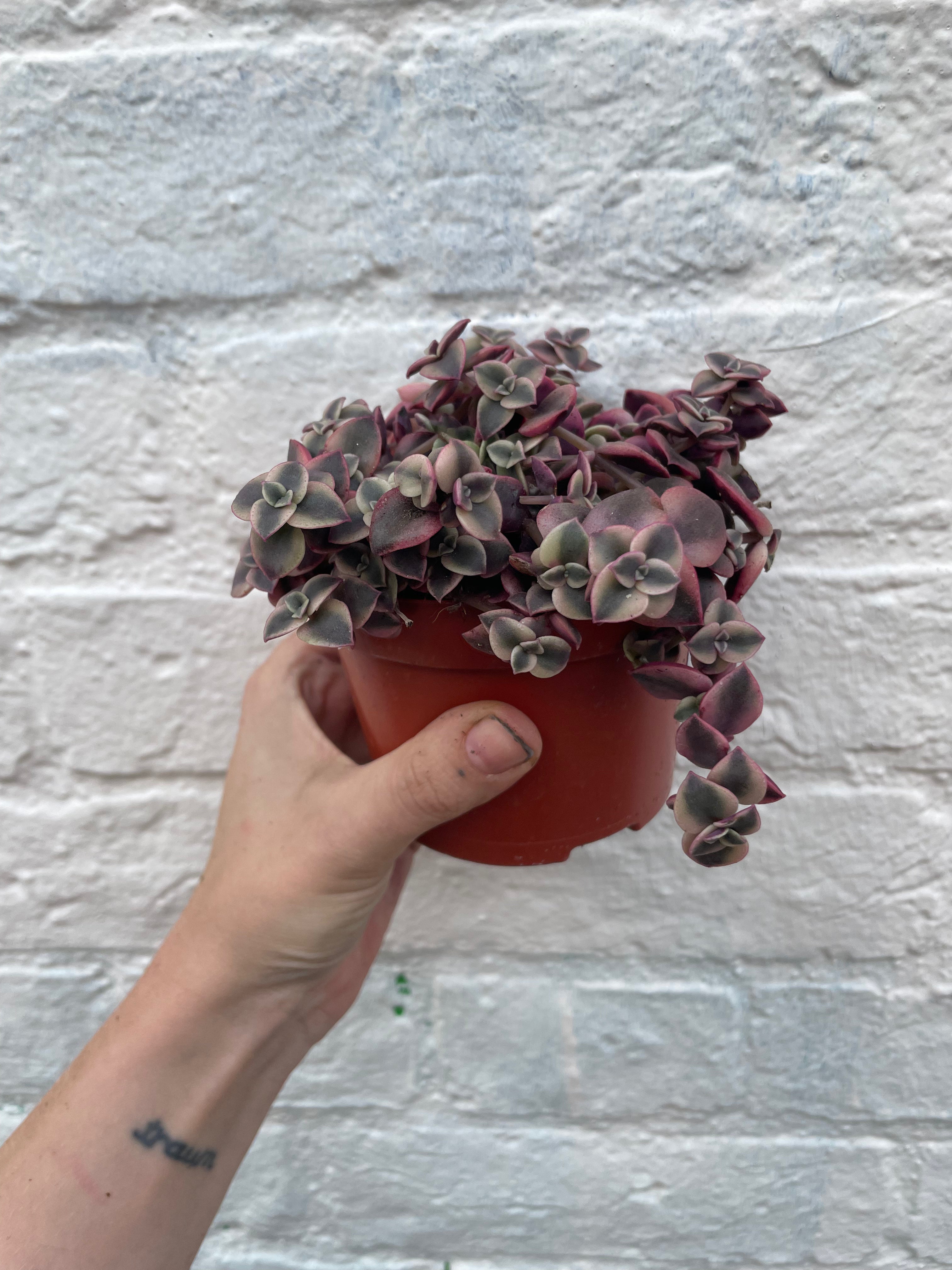 Crassula marginalis Rubra 'Variegata' (Calico Kitten)