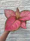 Aglaonema 'Valkyrie Pink' (Chinese Evergreen)