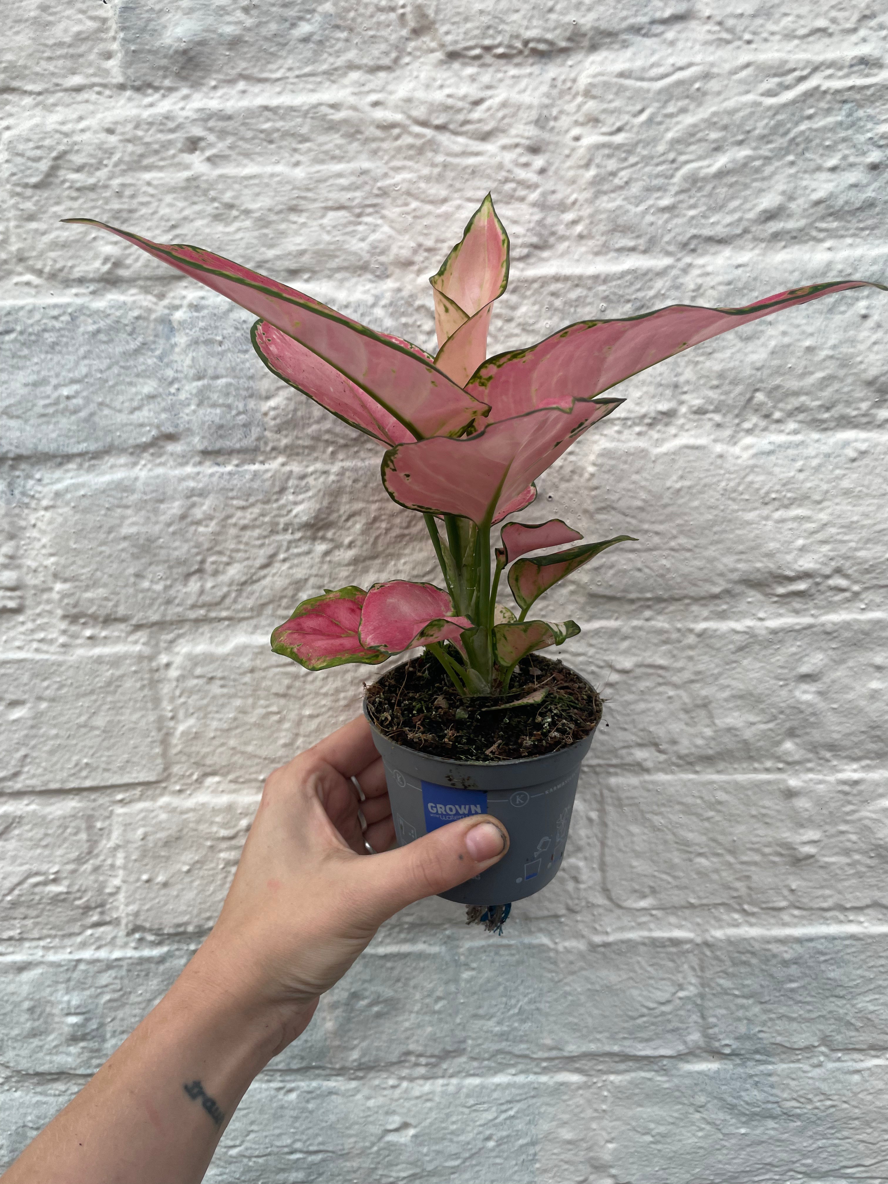 Aglaonema 'Valkyrie Pink' (Chinese Evergreen)