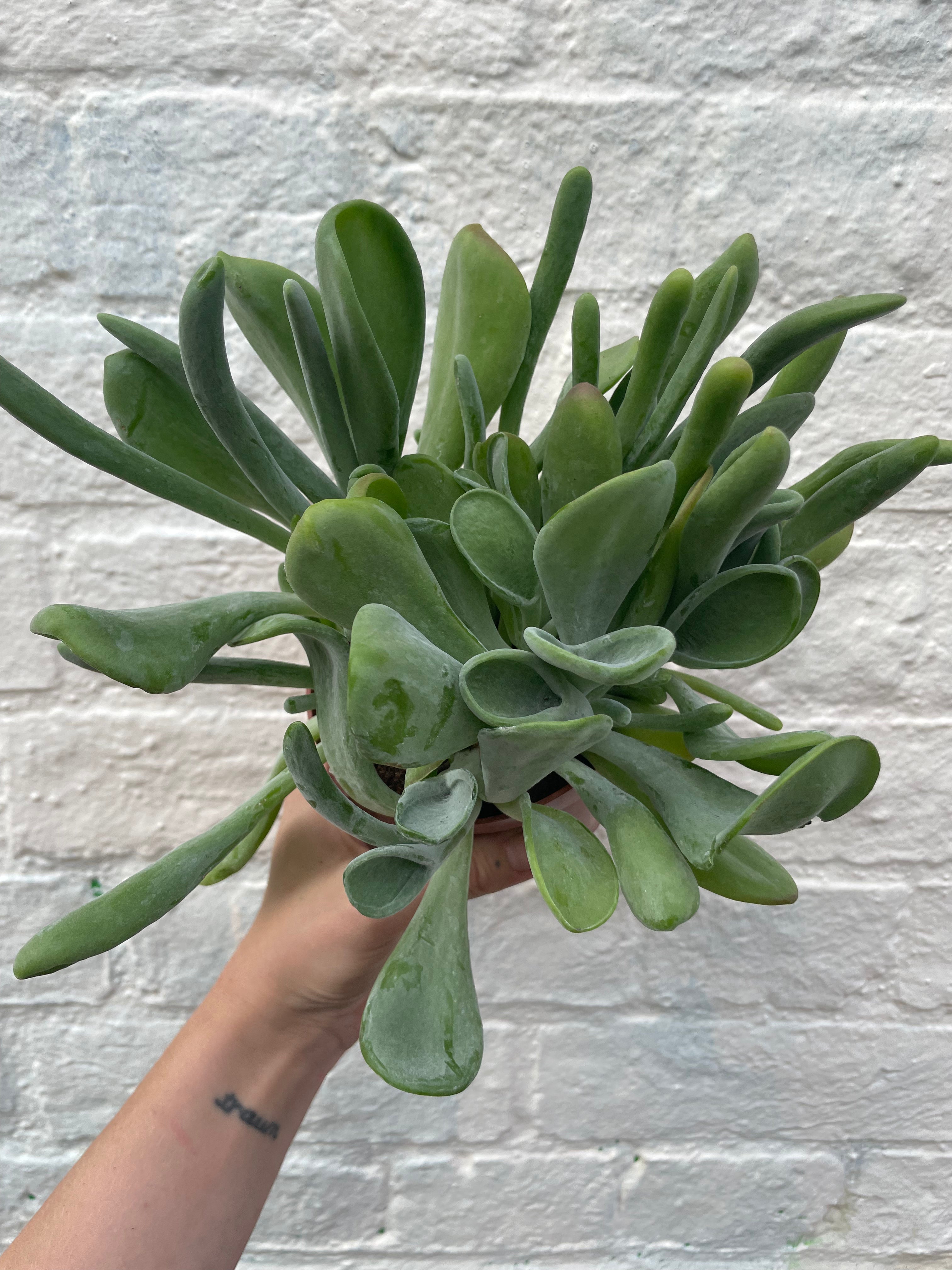 Kalanchoe luciae 'Oricula' (Paddle Plant)