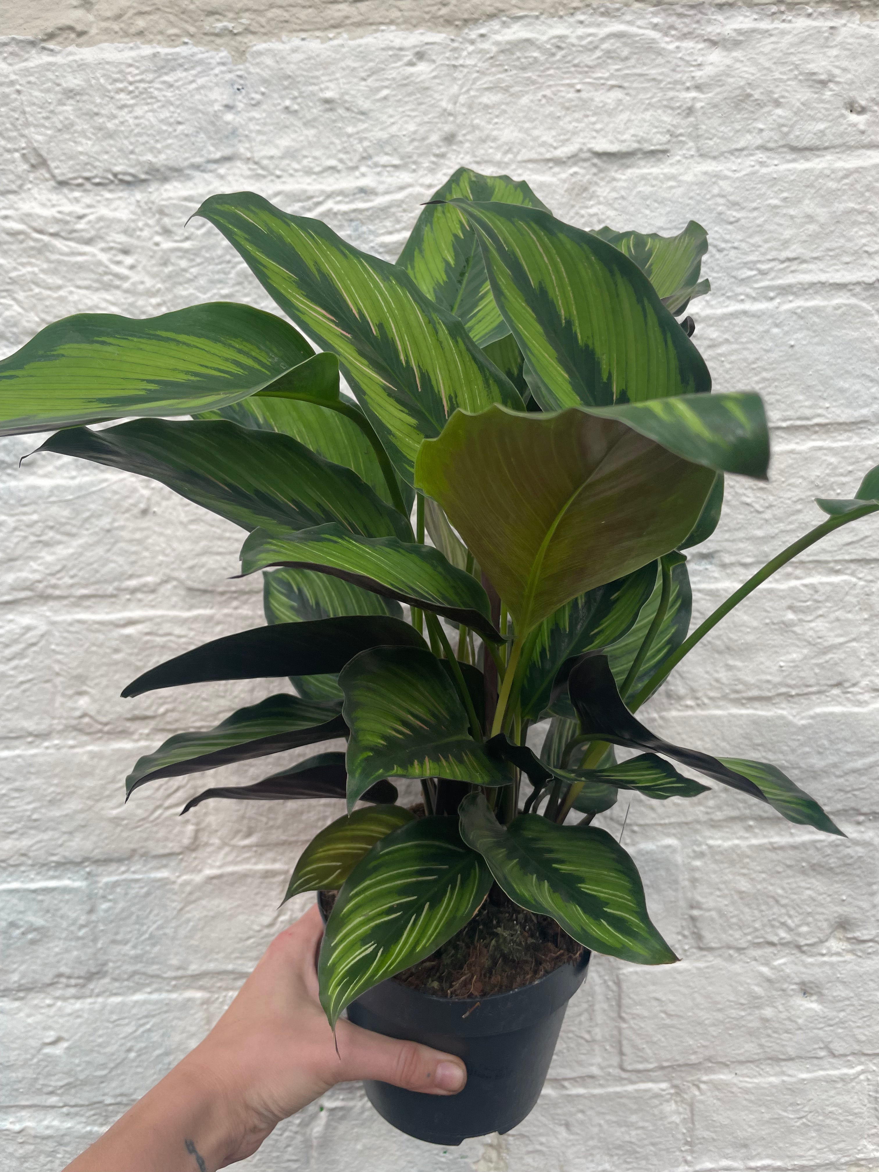 Calathea ornata 'Beauty Star' (Prayer Plant)