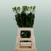 Matthiola Iron White