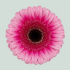 Germini Isabelle (20 Stems)