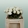 Spray Rose Josephine