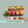 PL Kalanchoe Double Mix - (12 Plants)