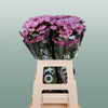 Chrysanthemum Spray Katinka/ Pink Ov