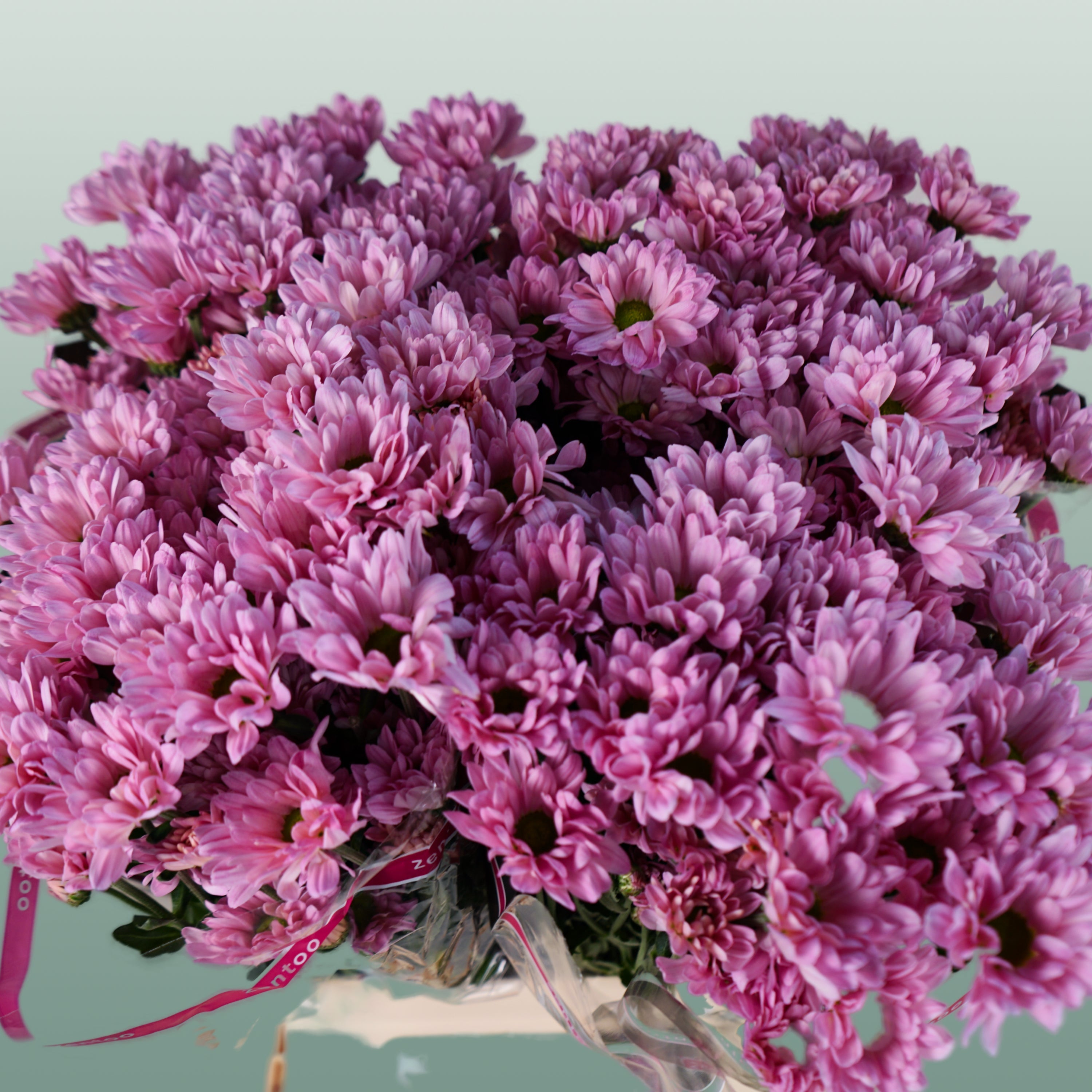 Chrysanthemum Spray Katinka/ Pink Ov