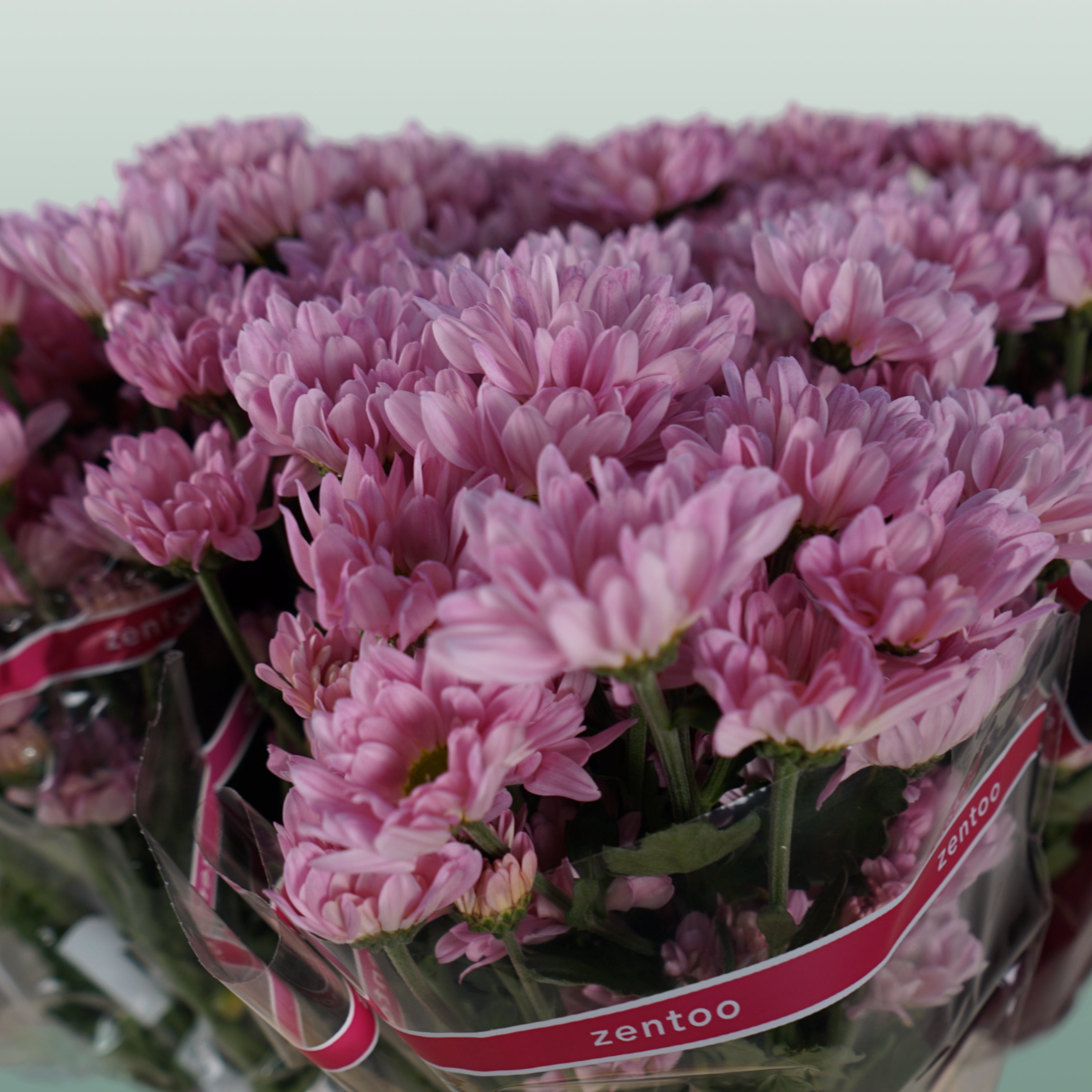Chrysanthemum Spray Katinka/ Pink Ov